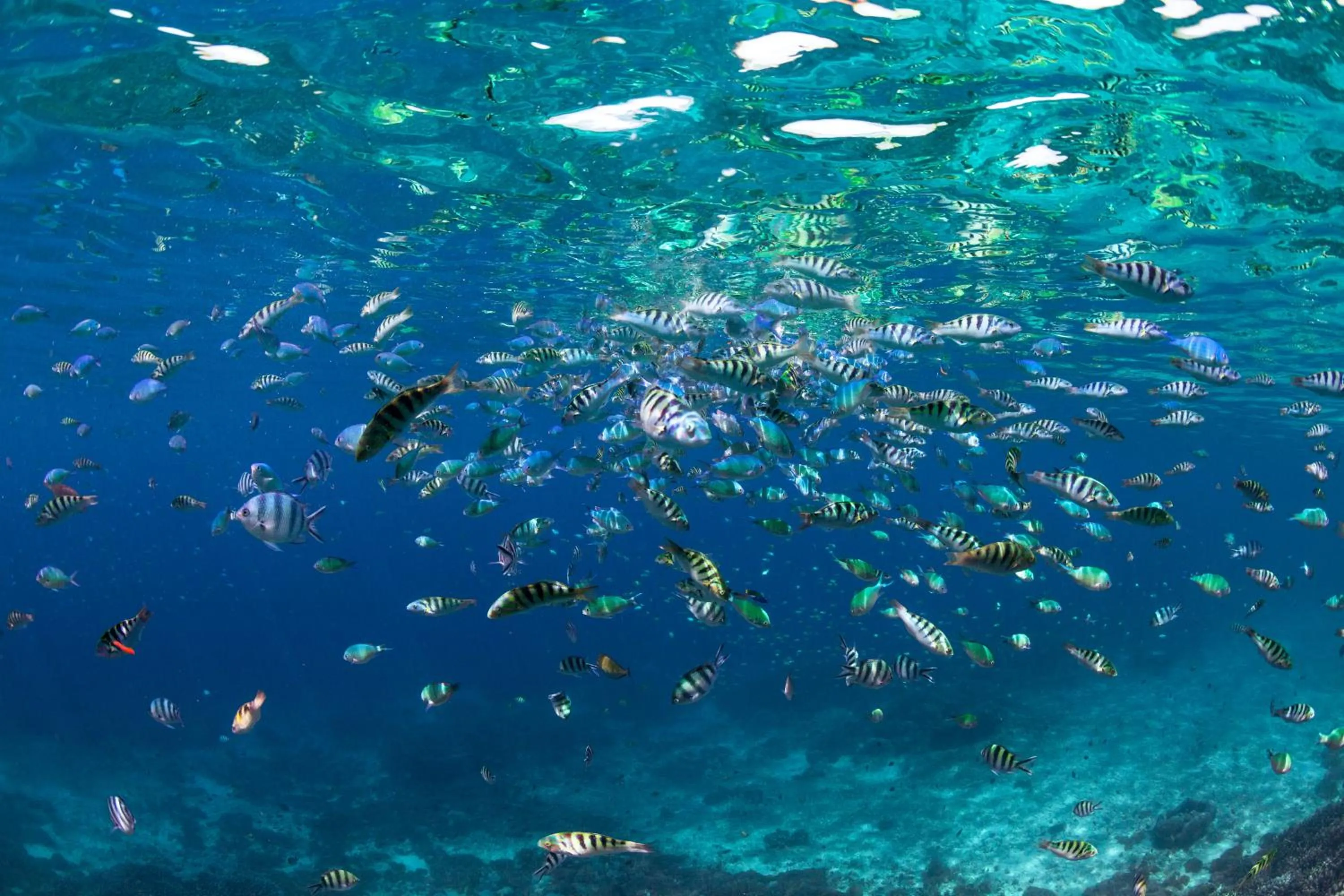 3 Monkeys Lembongan Studio apartments gym recovery centre