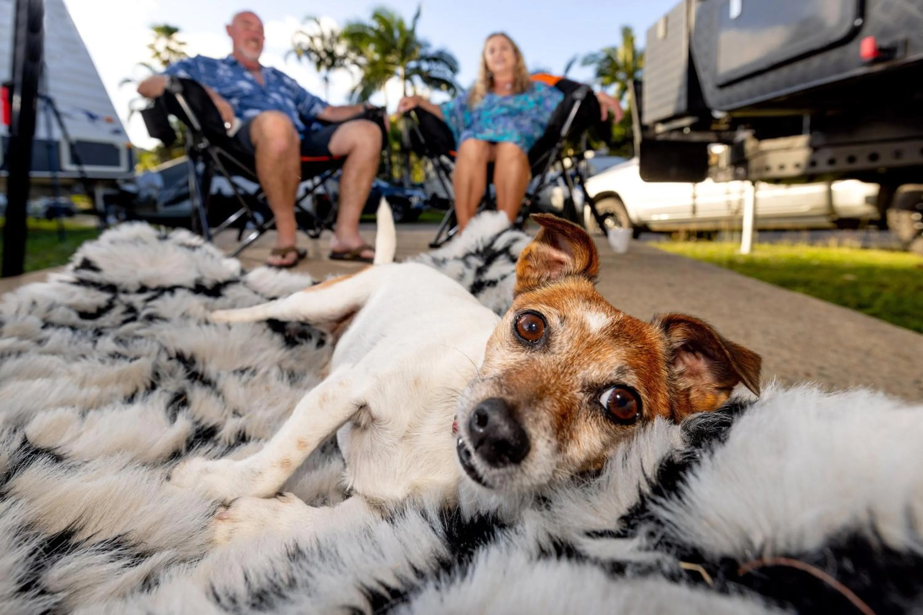 Pets in BIG4 Whitsunday Islands Holiday Park