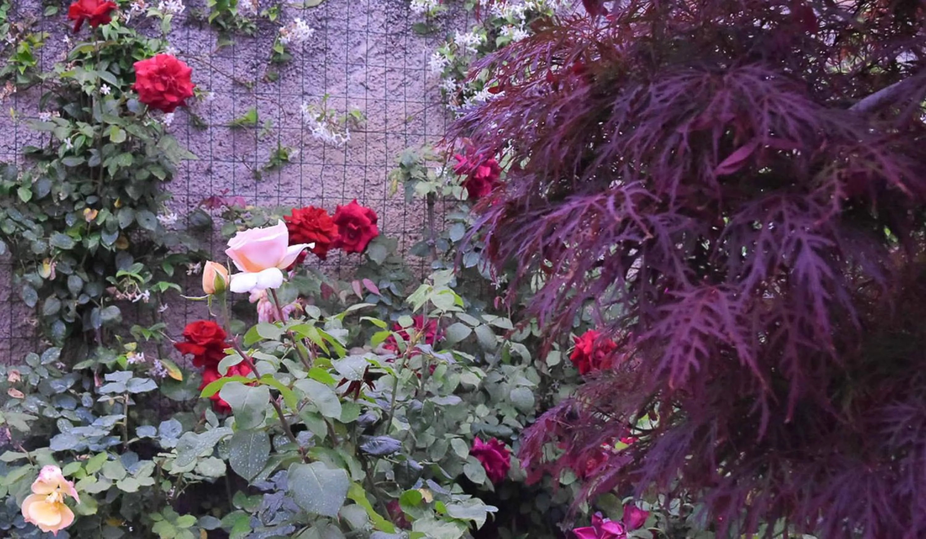 Garden in A Casa di Titty