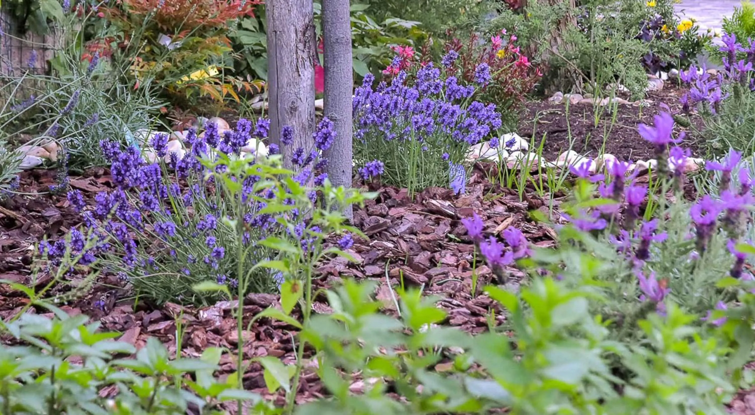 Garden in A Casa di Titty