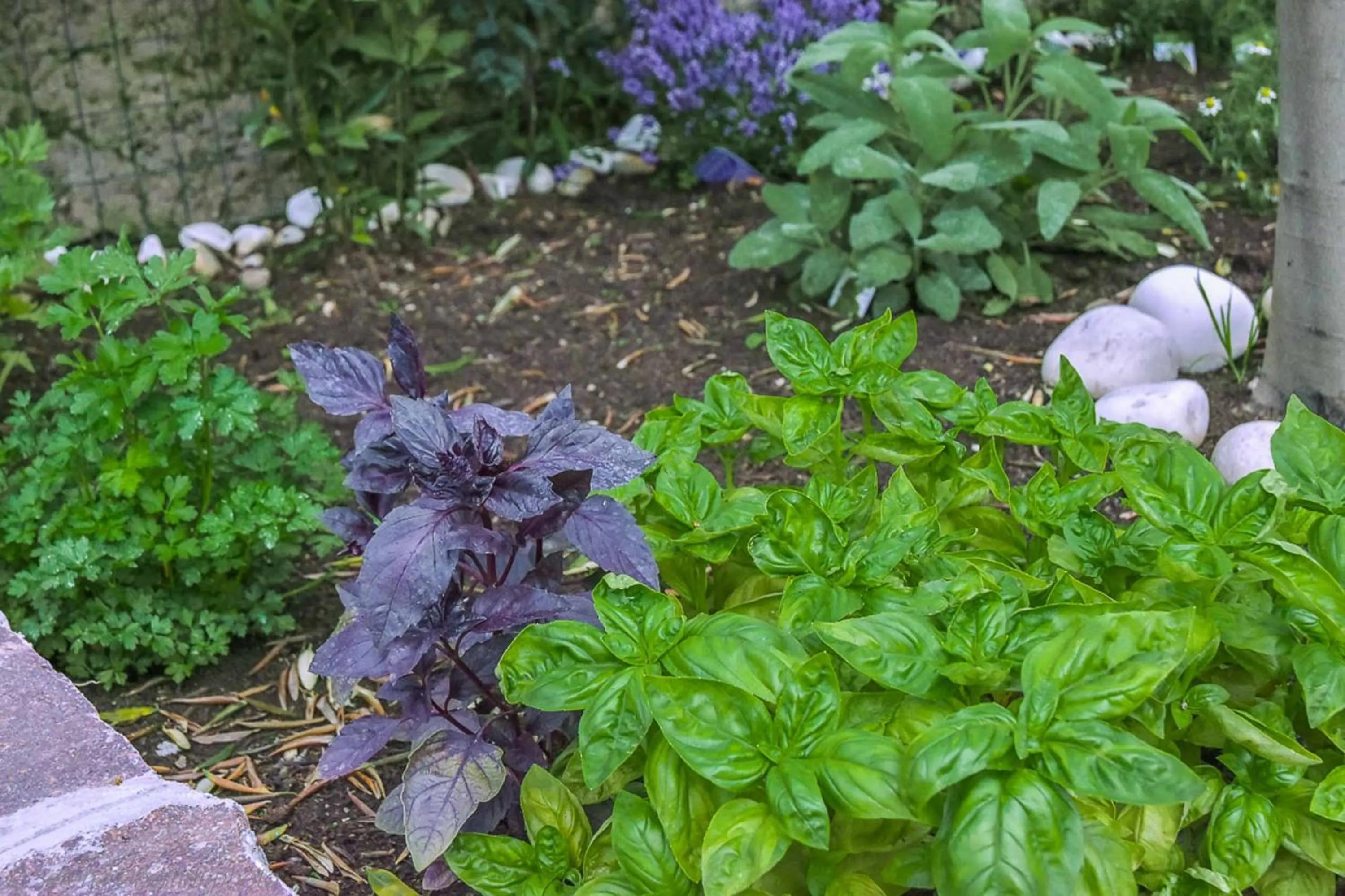 Garden in A Casa di Titty