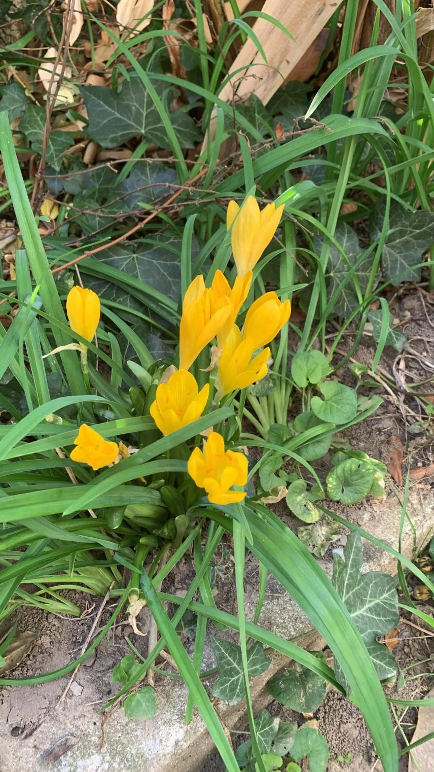 Un temps pour le rêve