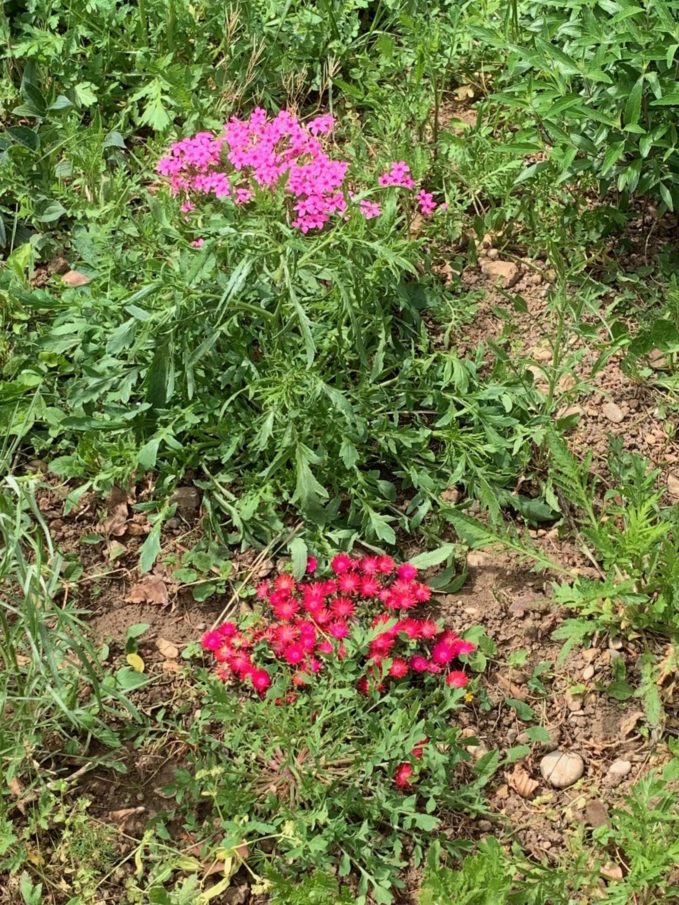 Un temps pour le rêve