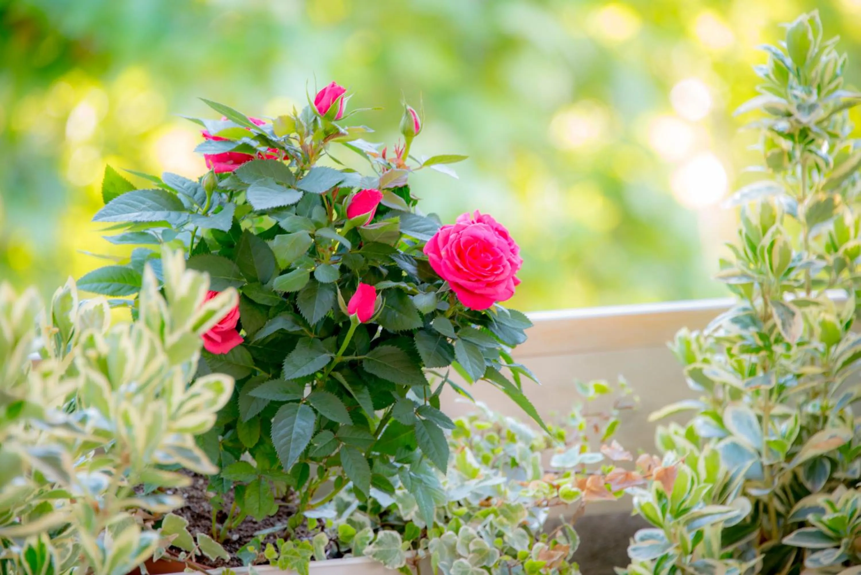 Balcony/Terrace in Casa Martini