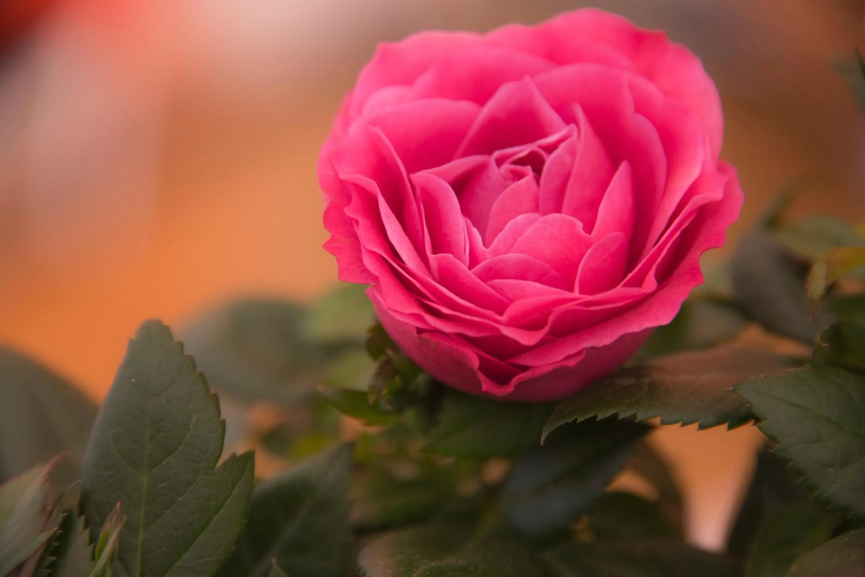 Restaurant/places to eat in Casa Martini