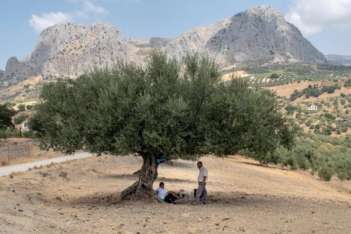 Deluxe Queen Room in Finca Gordo Deluxe Queen Room in Finca Gordo