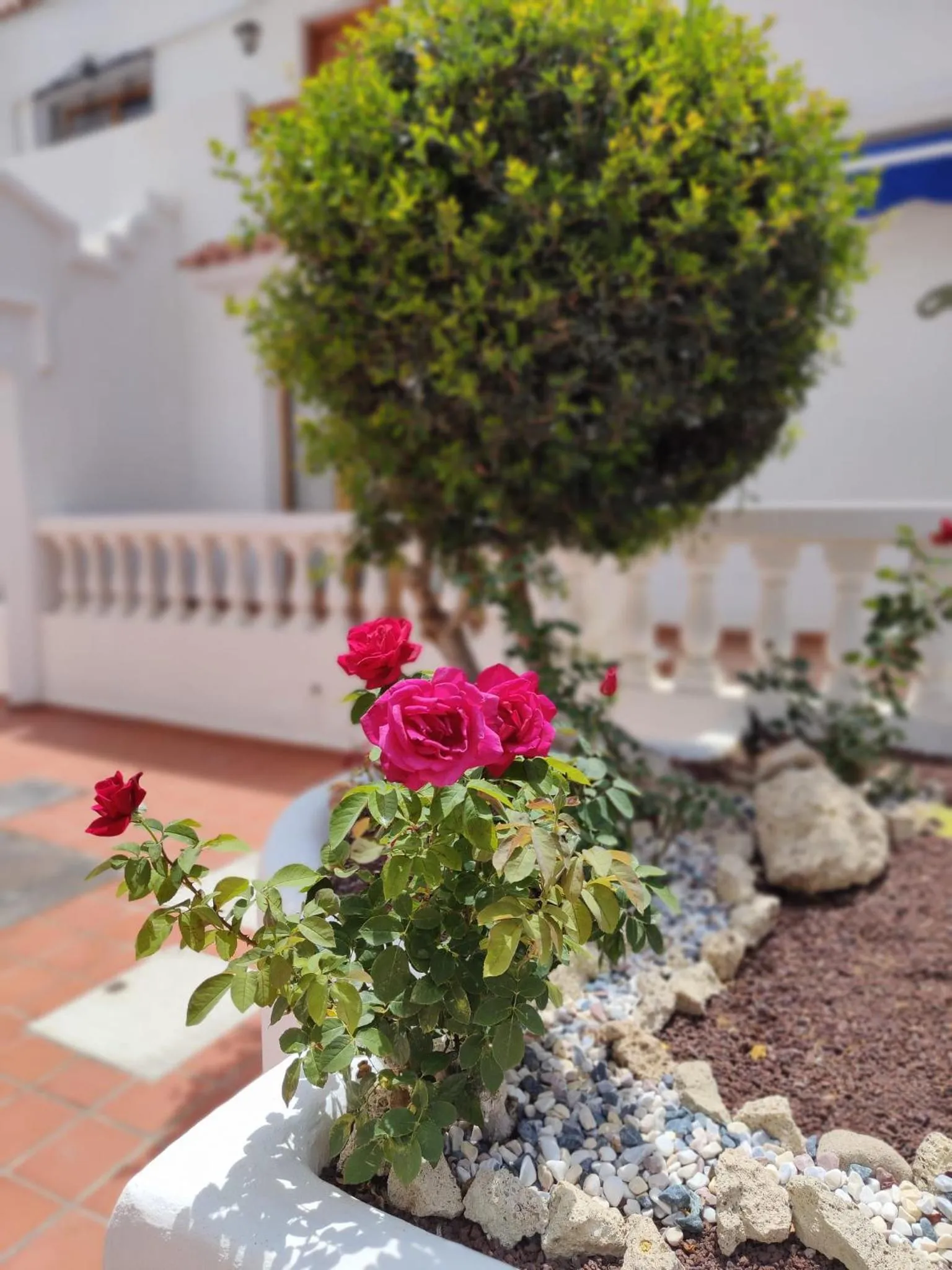 Garden view in Port Royale