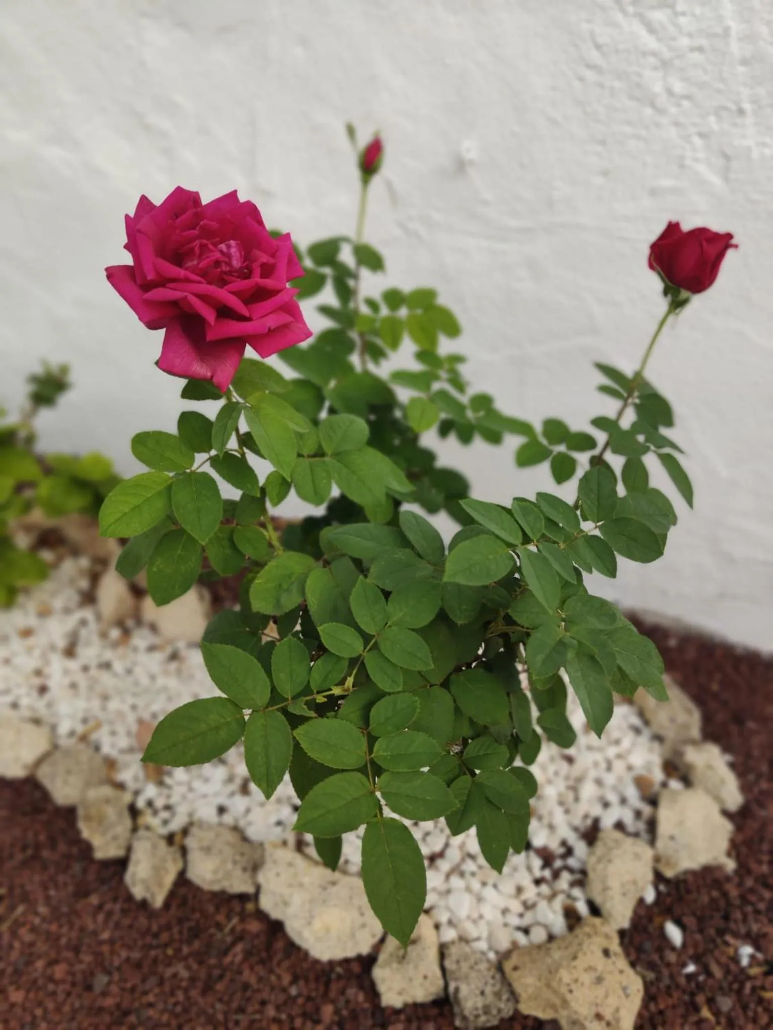 Property building in Port Royale