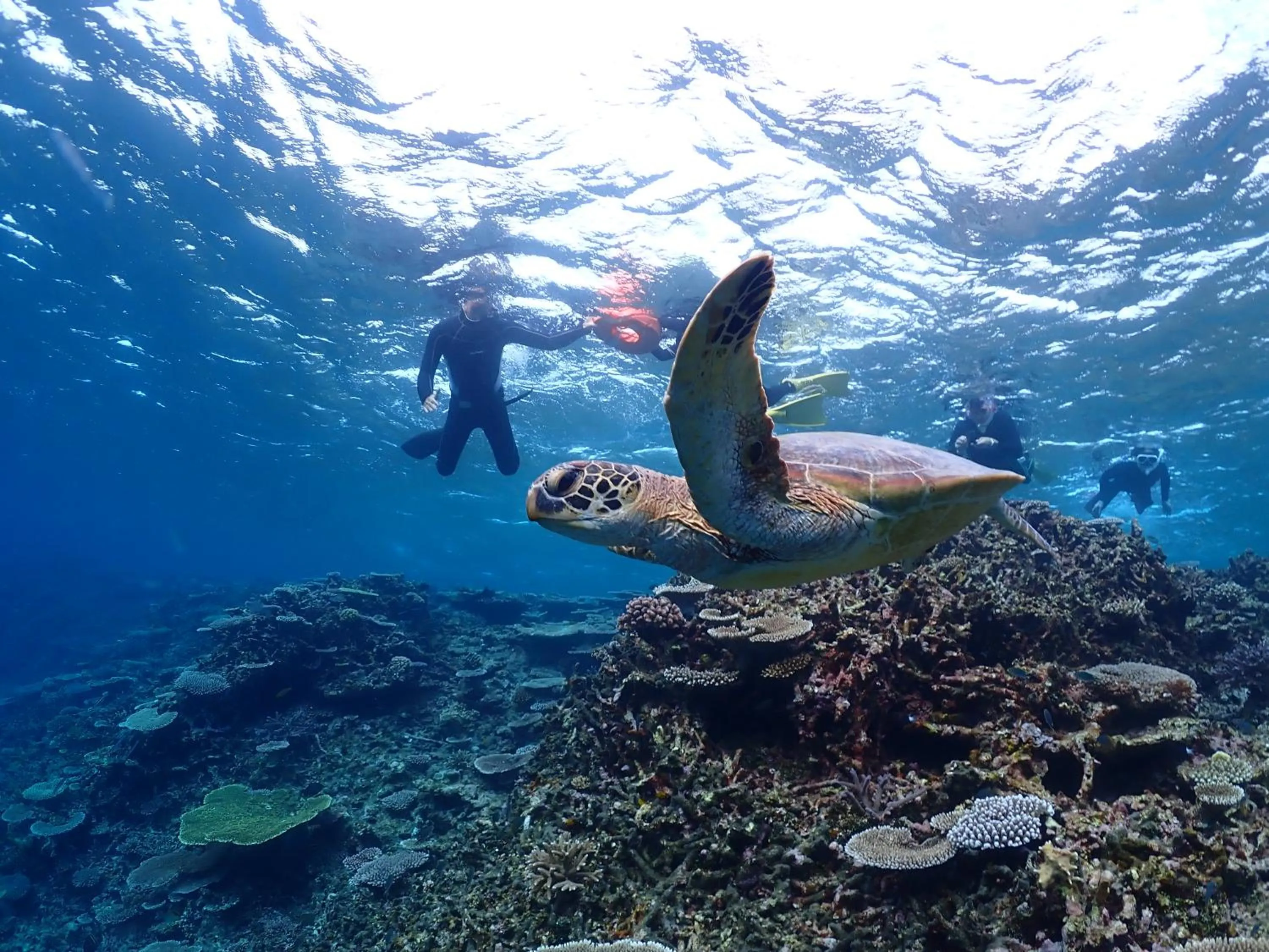 Activities in Guesthouse Koa