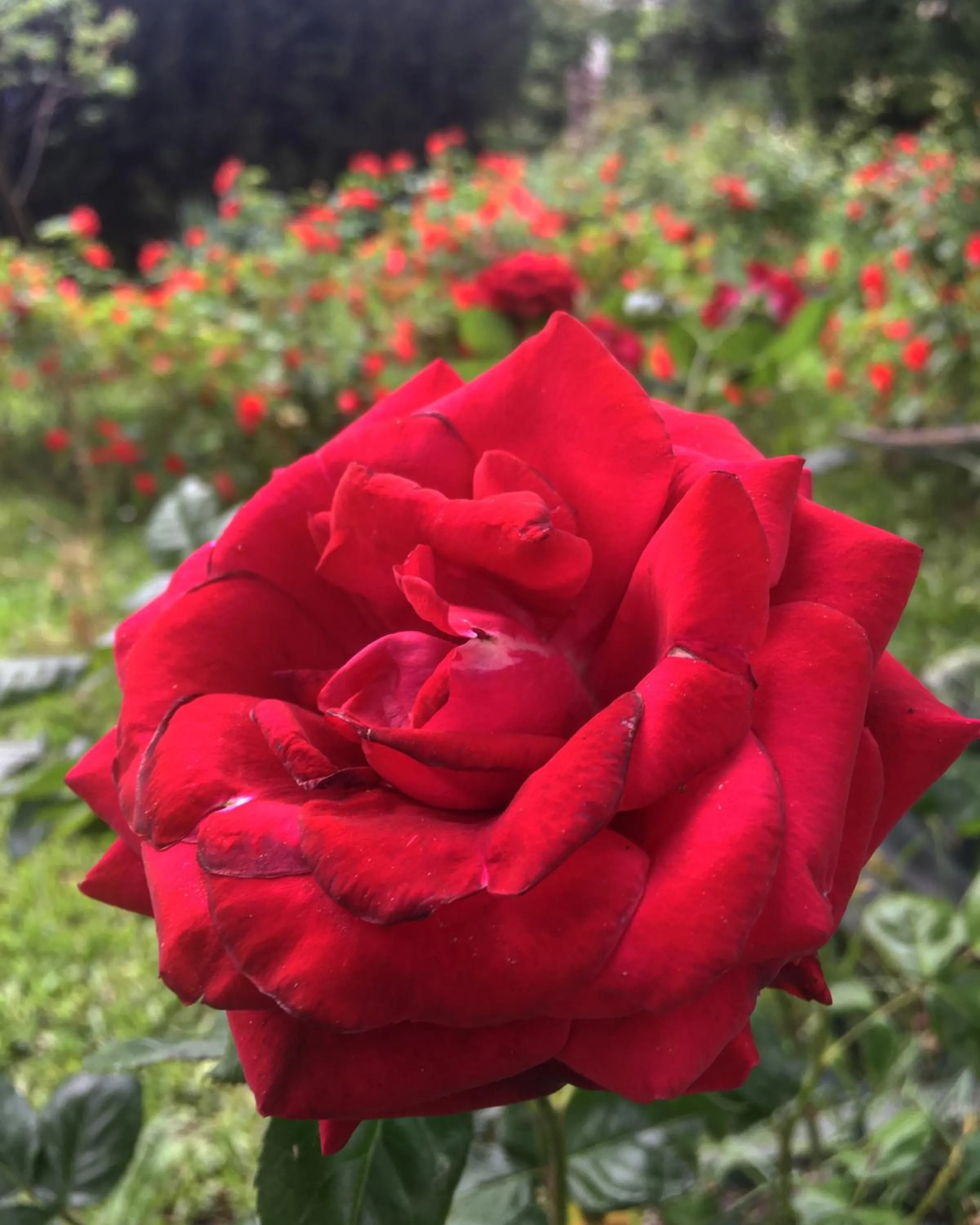 Tenuta La Rosa B&B