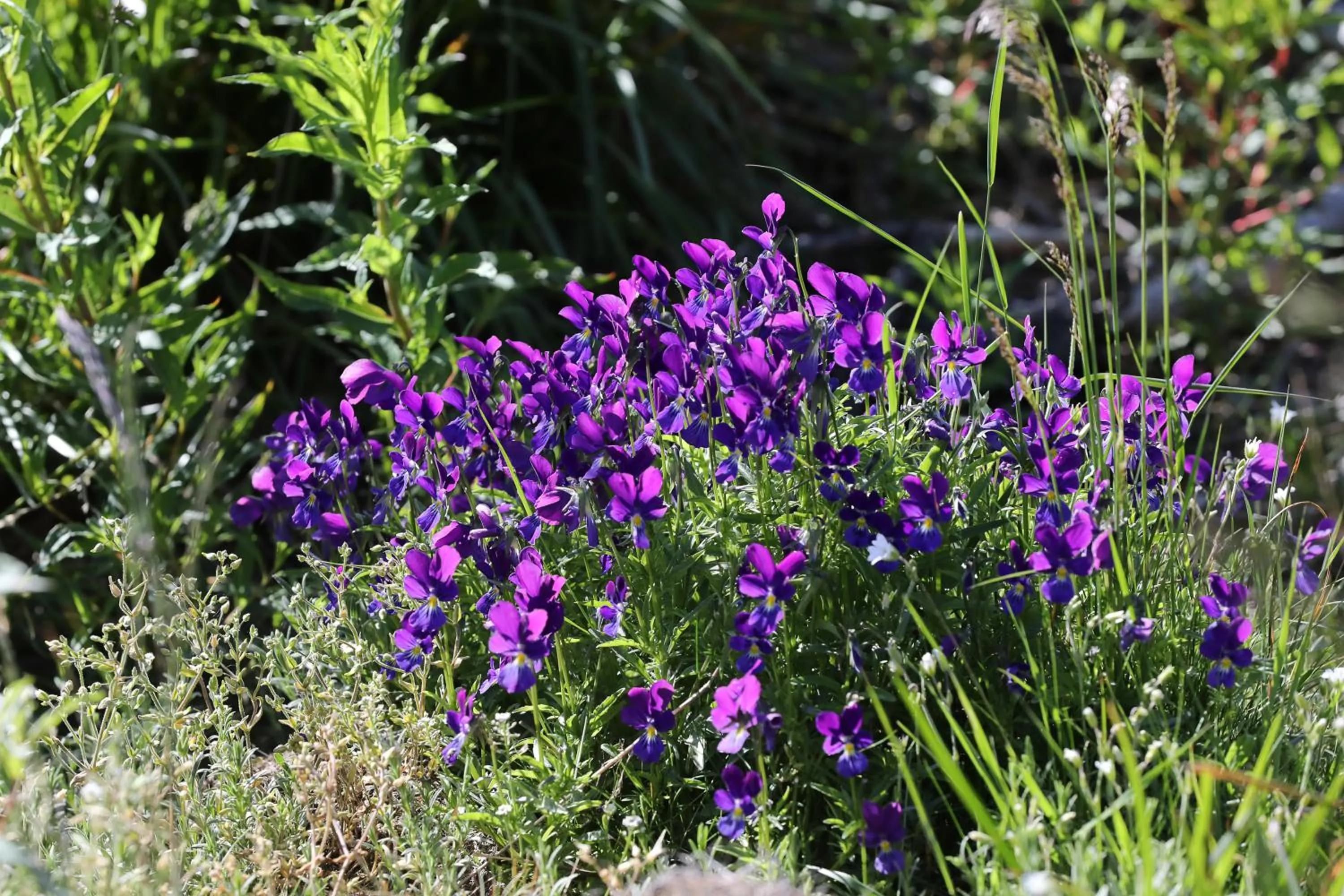 Logis Hotel Spa Restaurant Le Provence