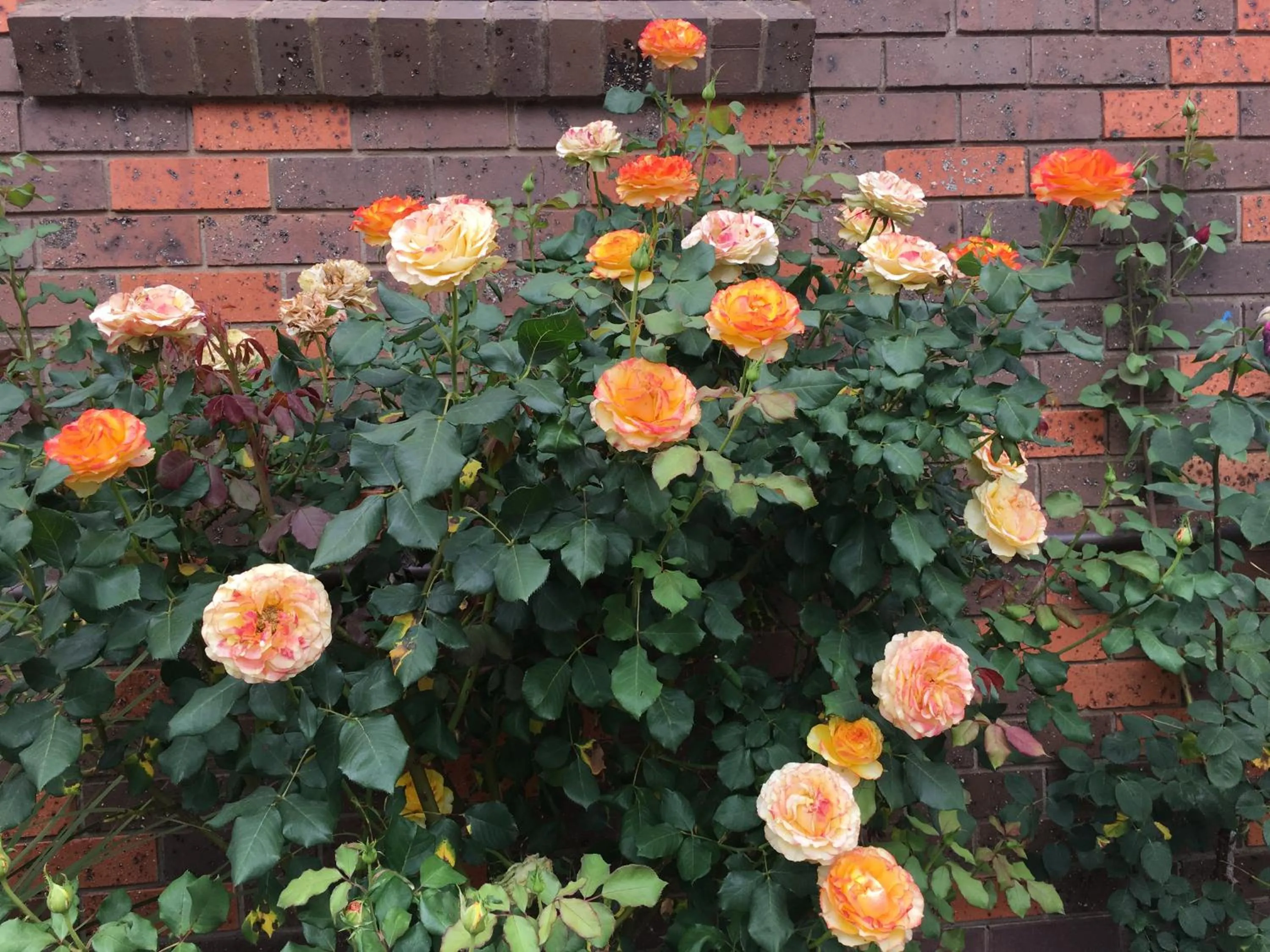 Garden in Statesman Motor Inn