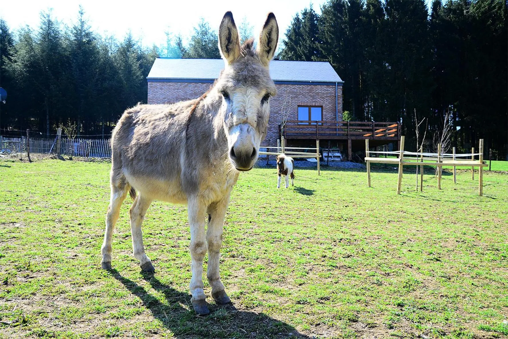 Animals in L' Instant Ch' Oizy