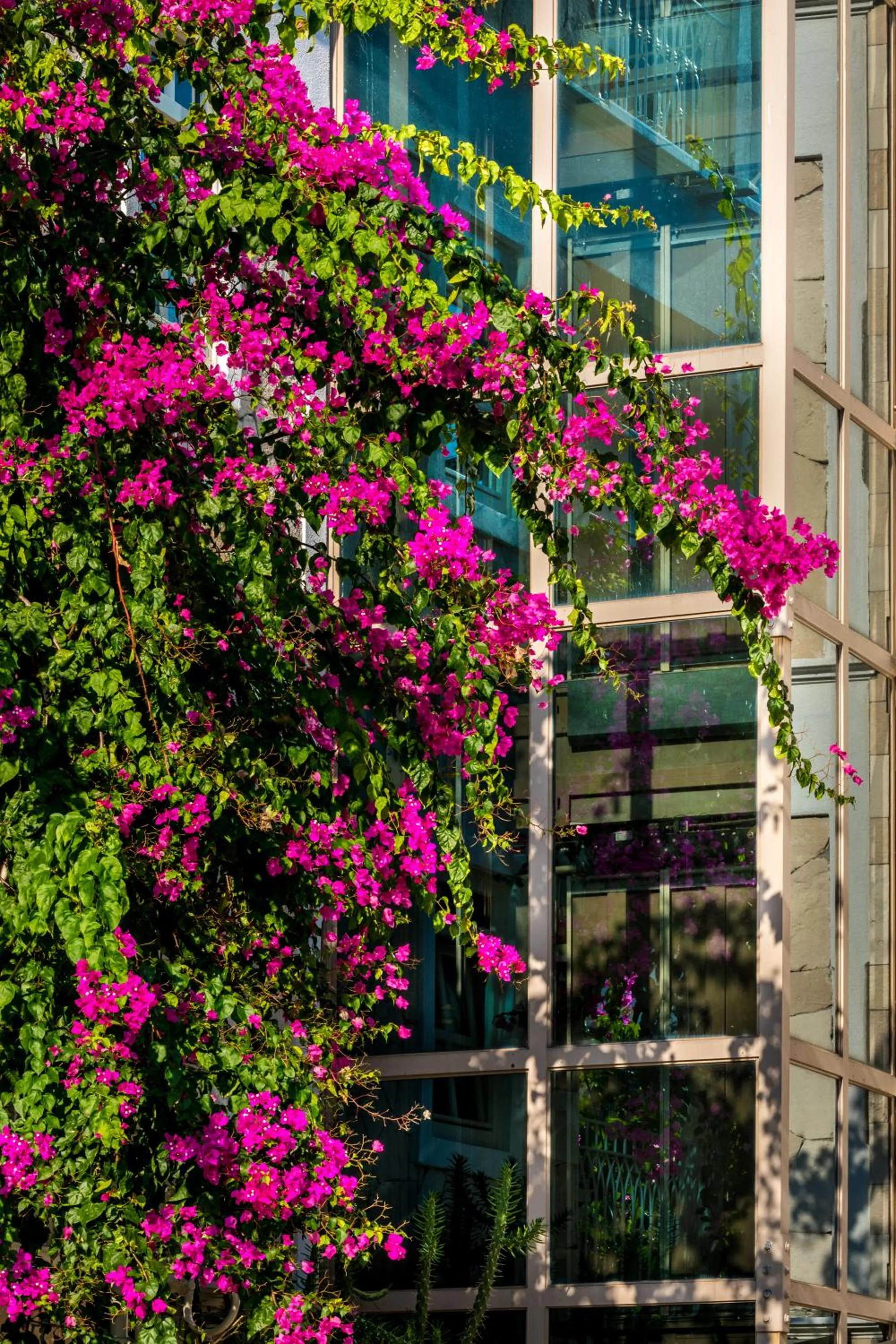 Facade/entrance in Petunya Konak Boutique Hotel