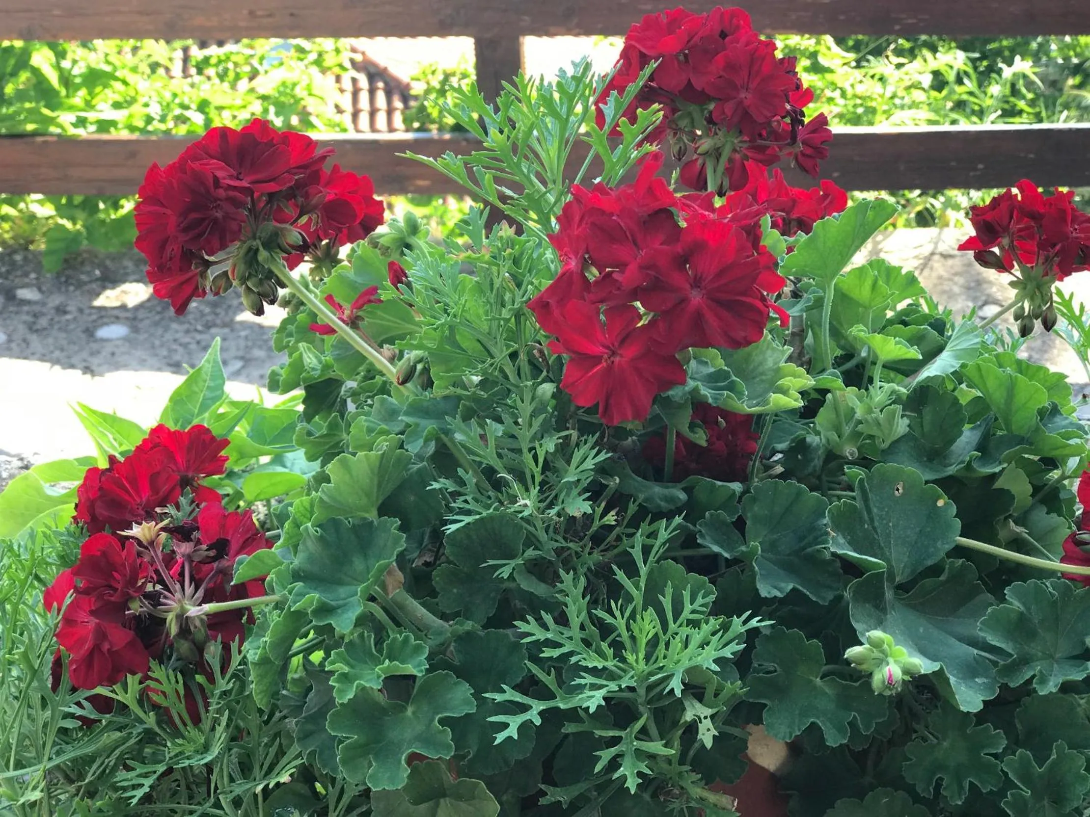 Property building in Appartments Zoe