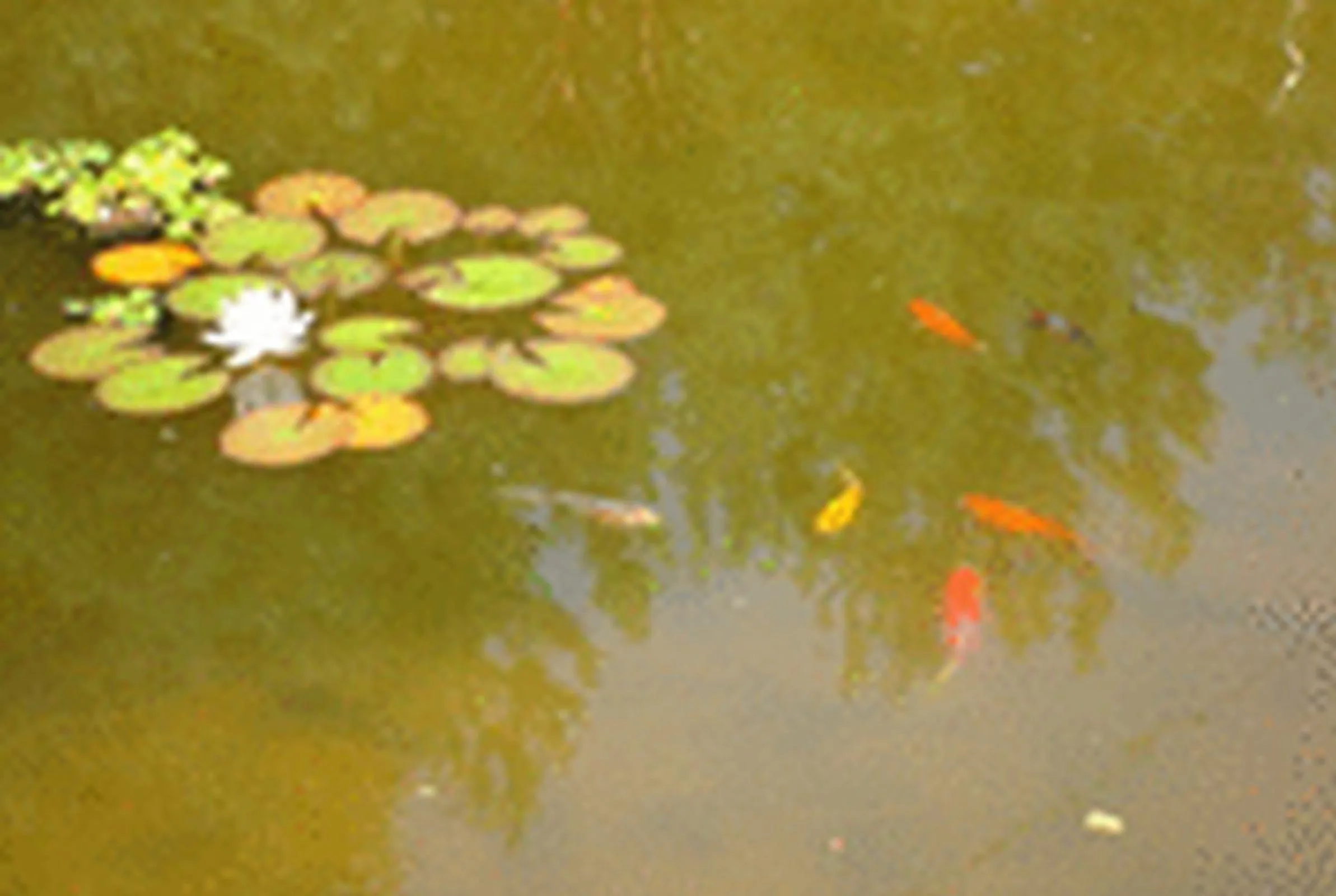 Garden in Le Clos Pré