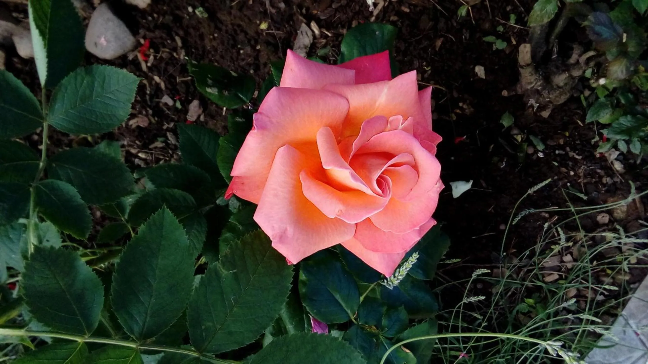 Garden view in Le Clos Pré