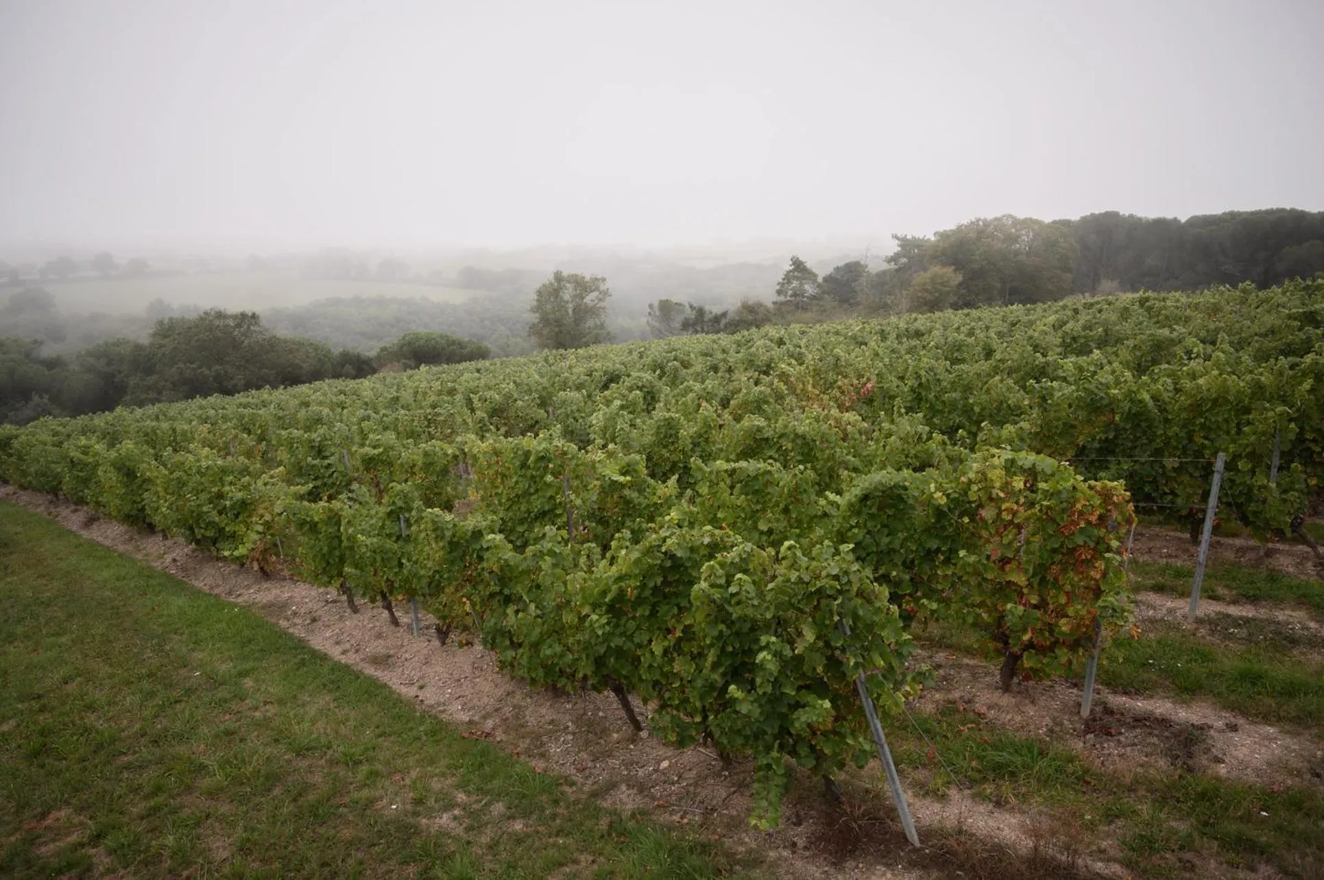 Natural landscape in Vignoble Château Piéguë - winery