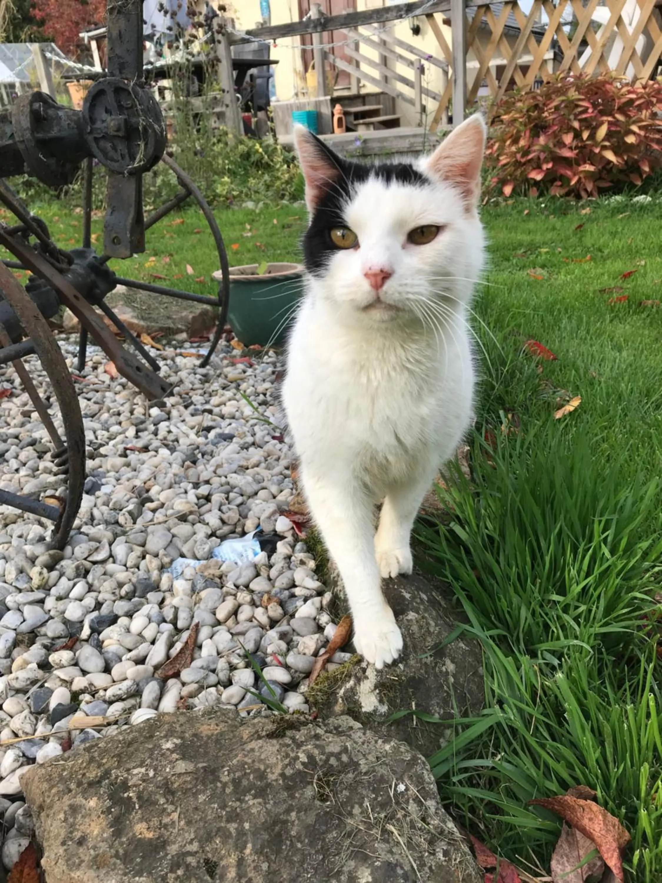 Cottage Les Glycines