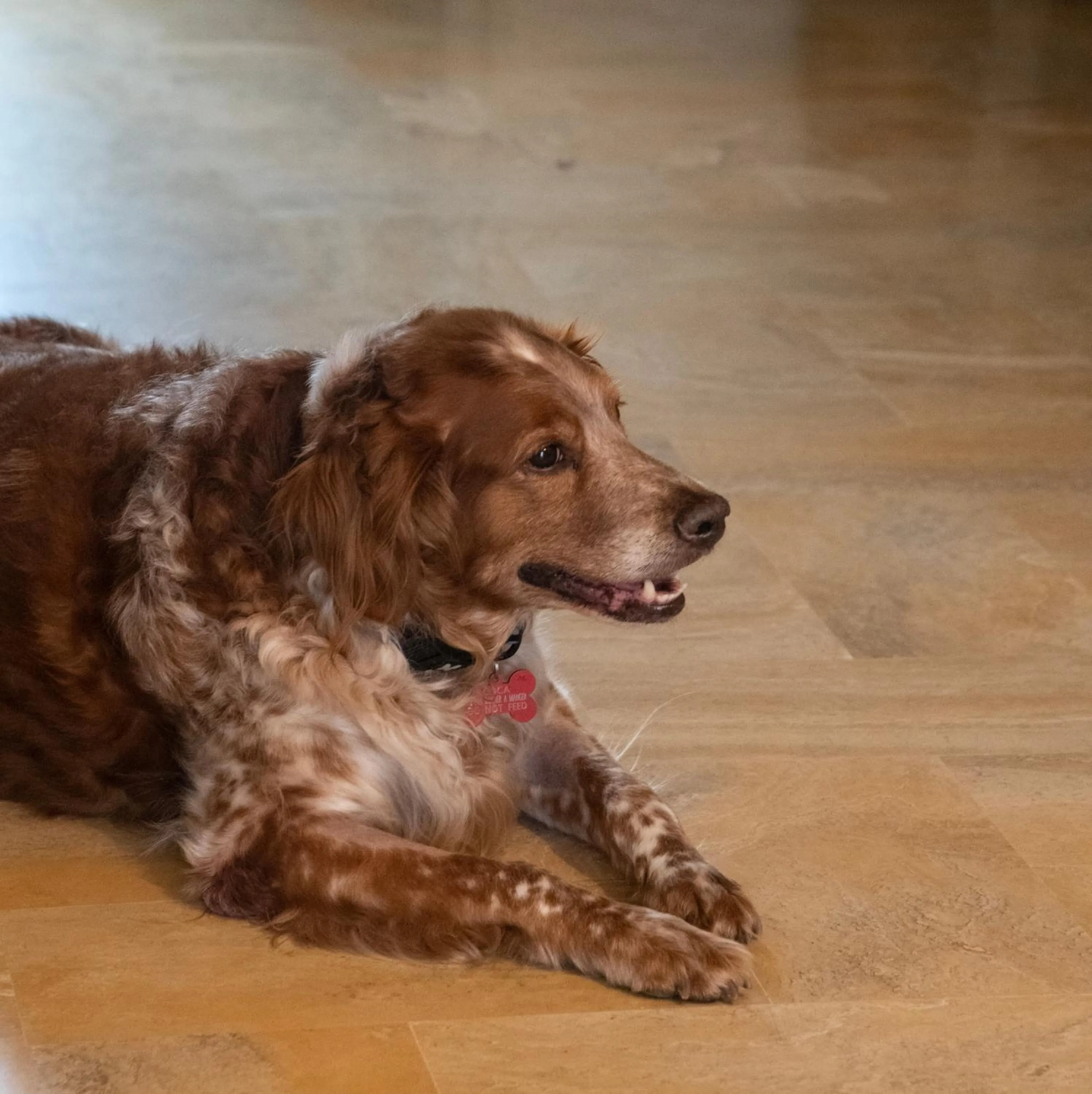 Pets in Hotel Les Messugues