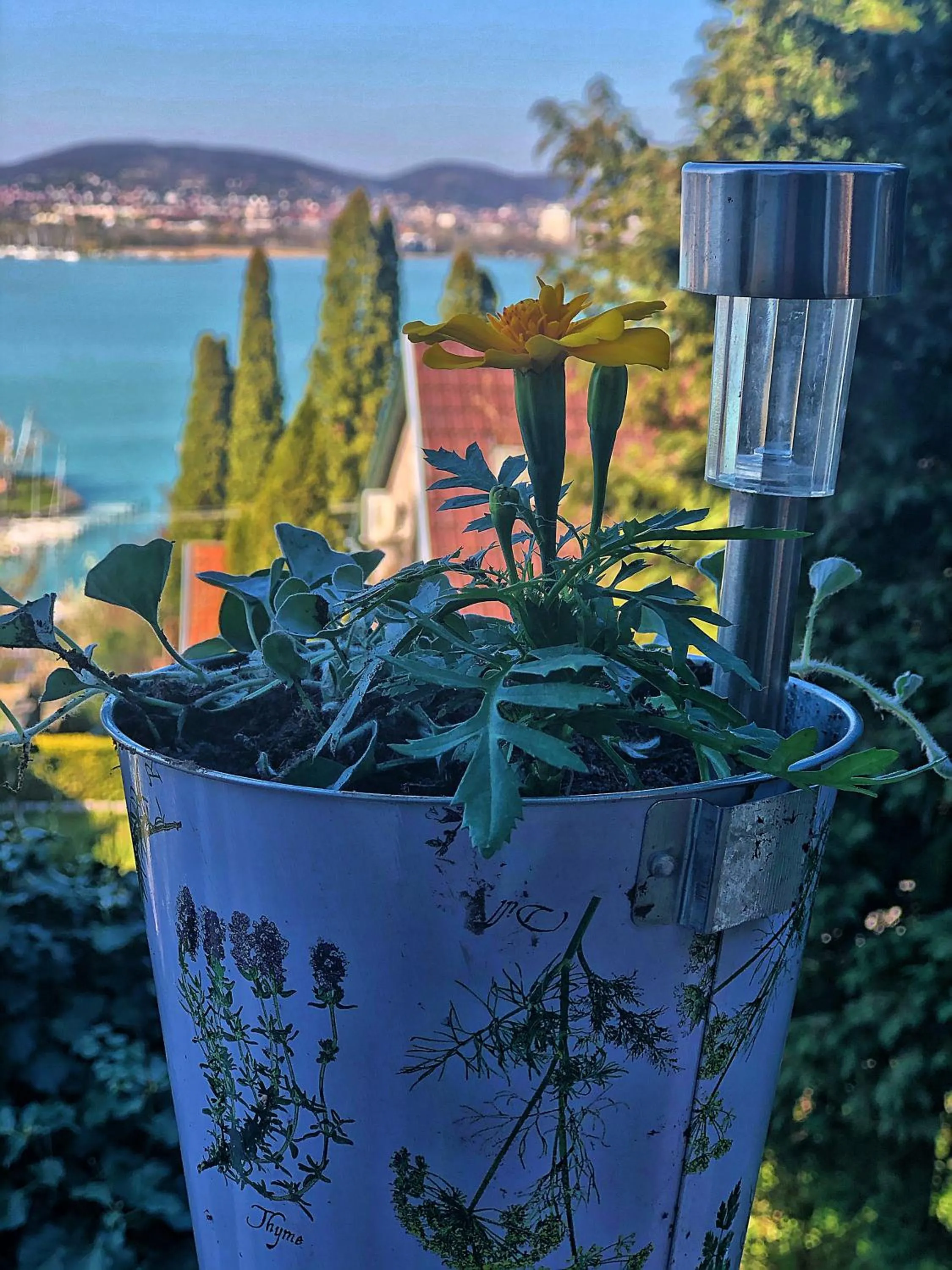 Garden in Villa Borostyán