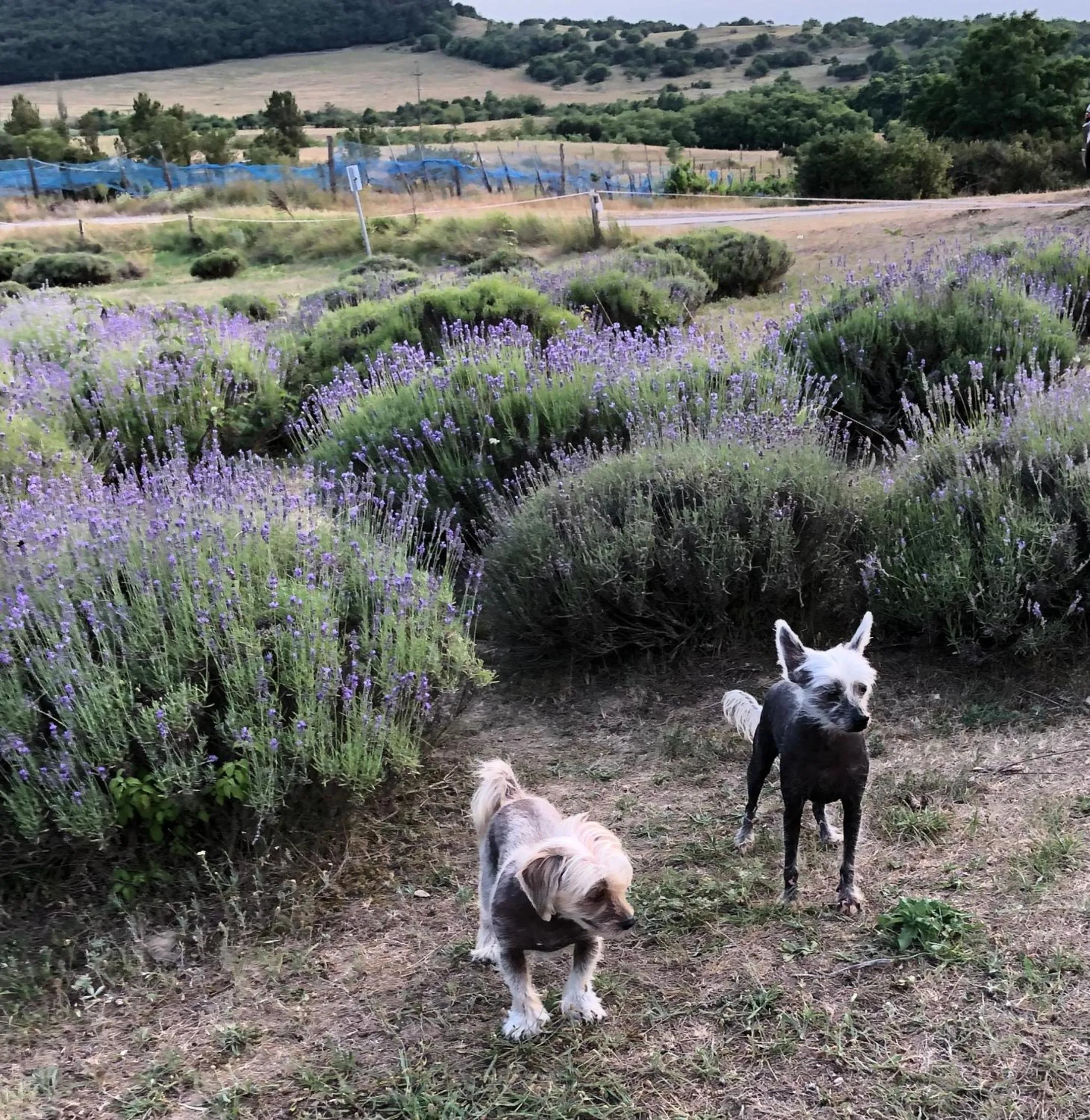 Pets in Villa Borostyán