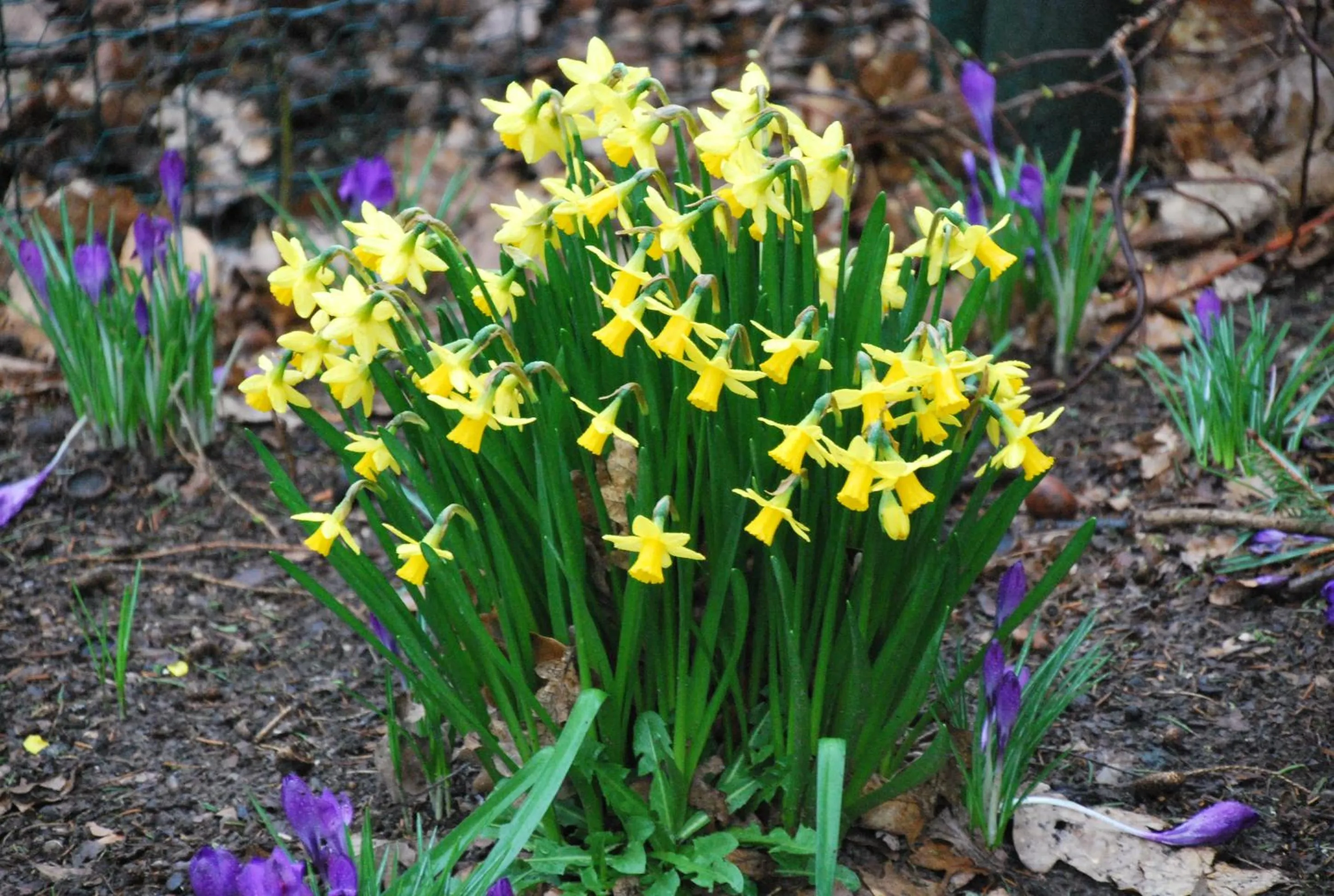 Garden in De Zonnebrug Dijkhoeve