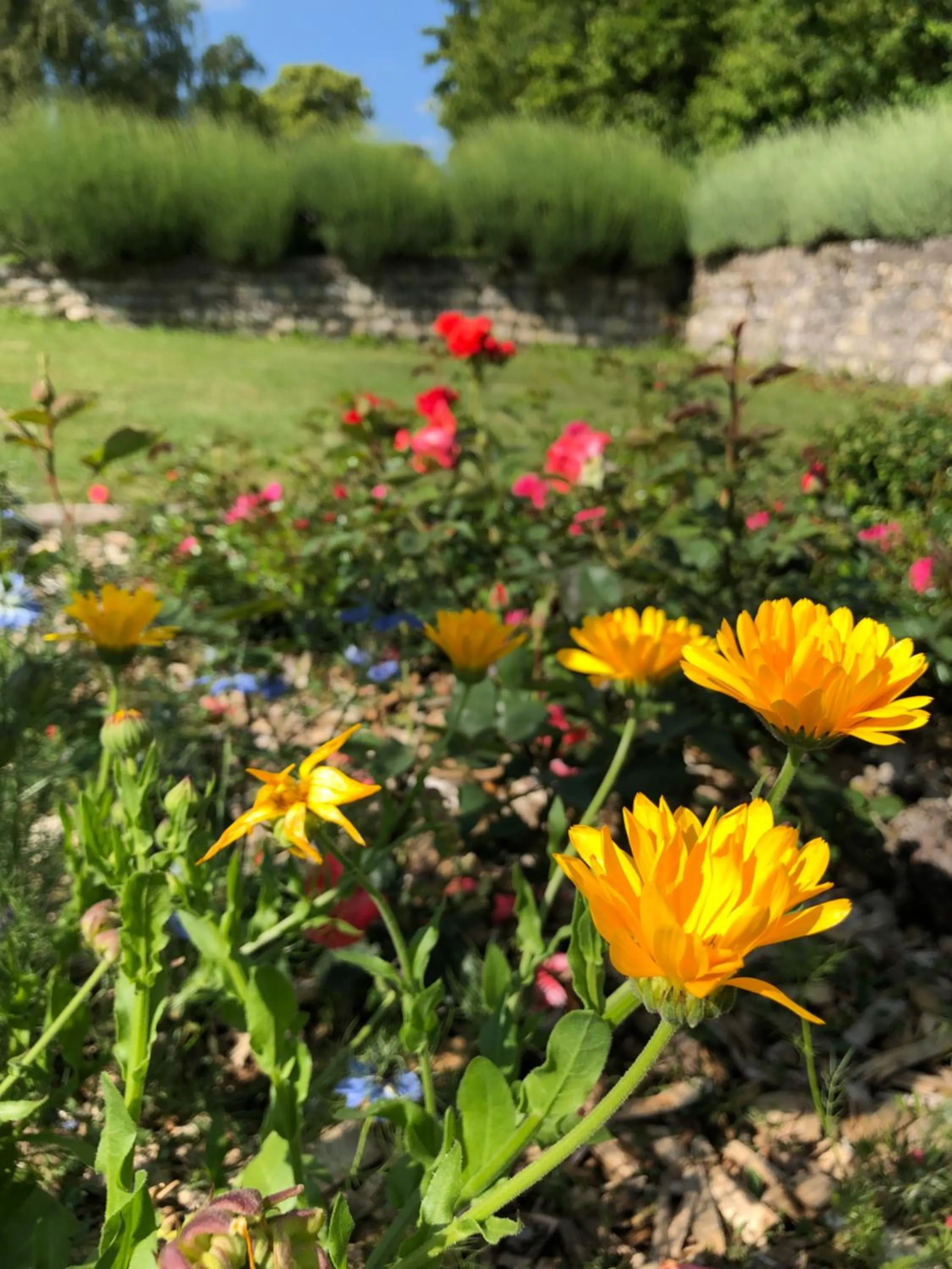 Garden in LA FERME D'AIGUROLLES