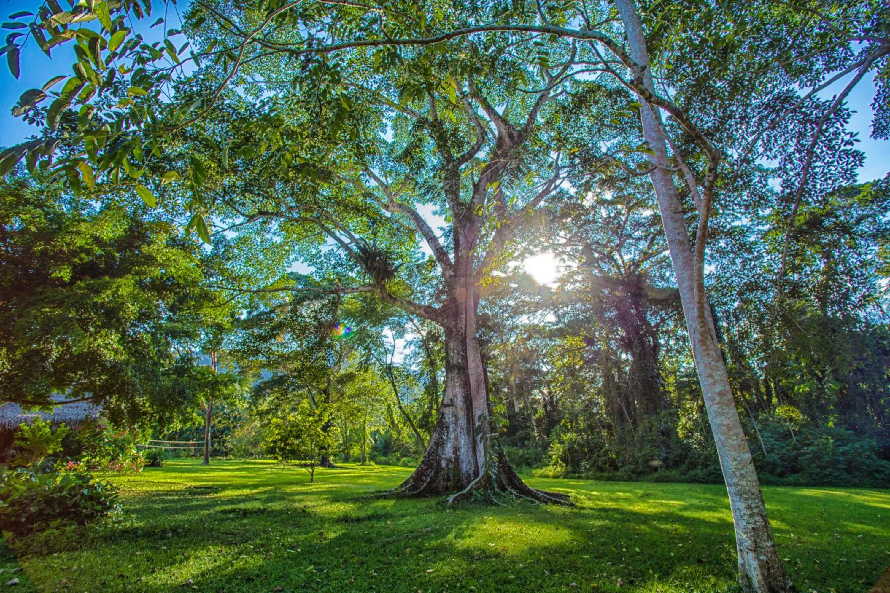 Garden in Bocawina Rainforest Resort