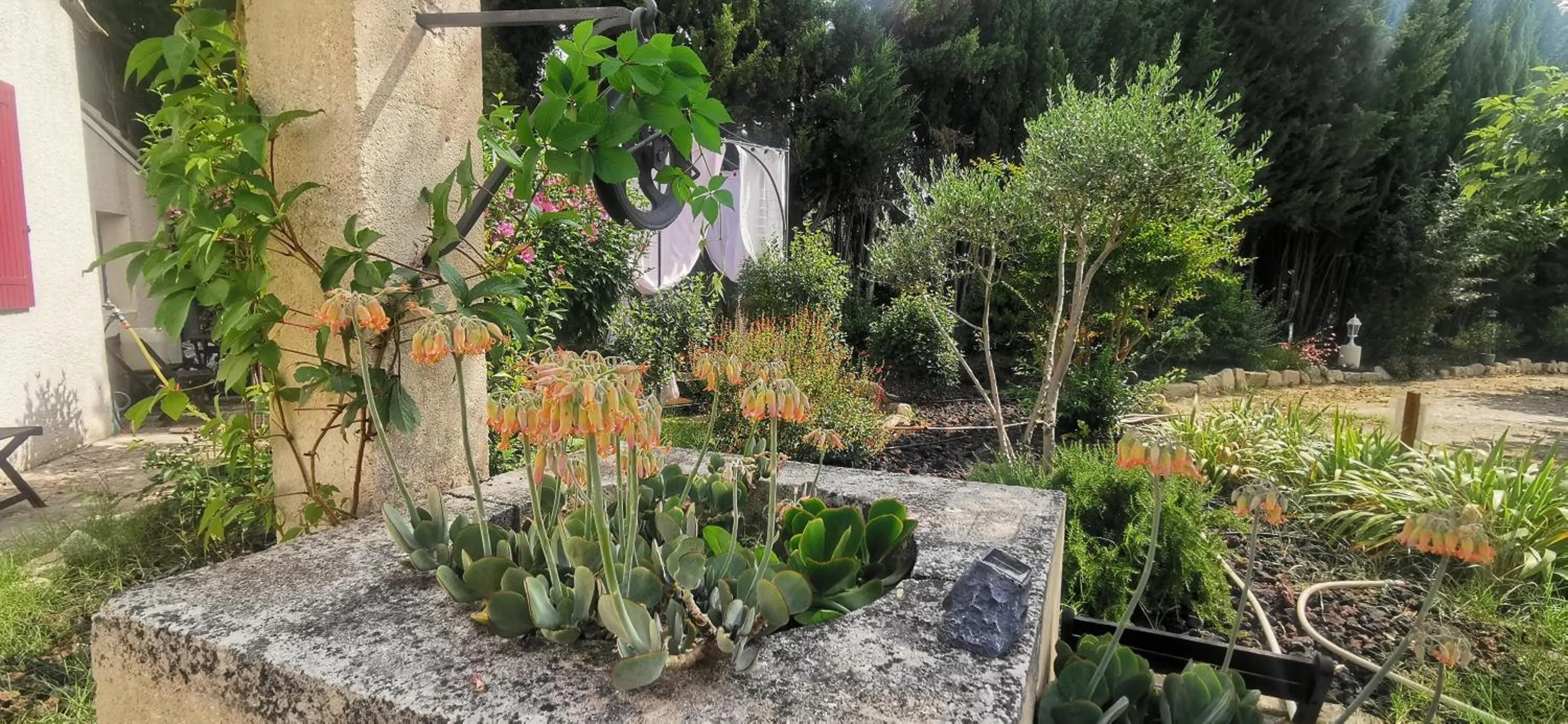 Garden in Hôtel Le Mas Des Amandiers