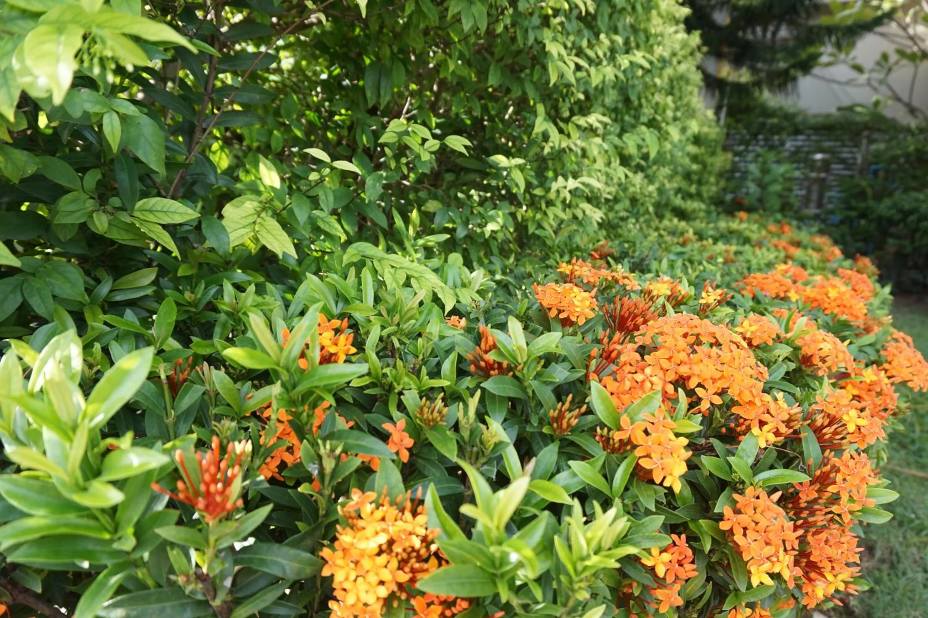 Spring in Replay Residences Samui