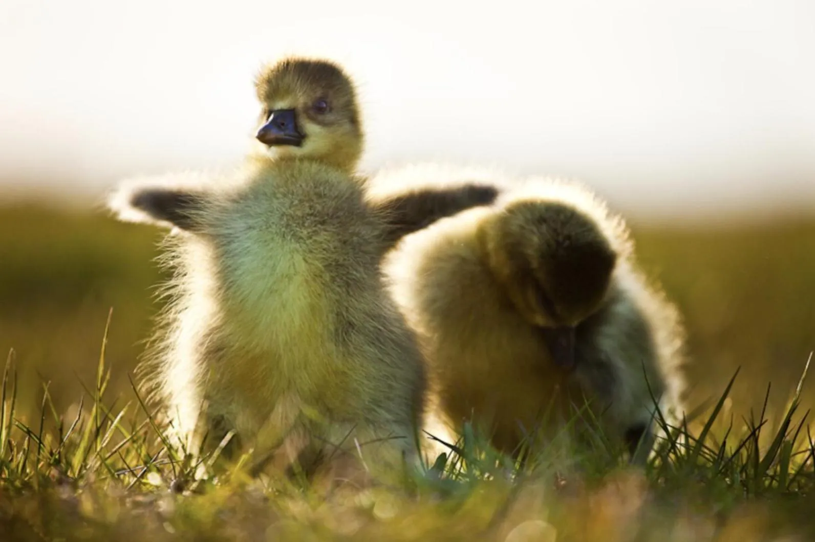 Animals in Aurora Farm Hotel