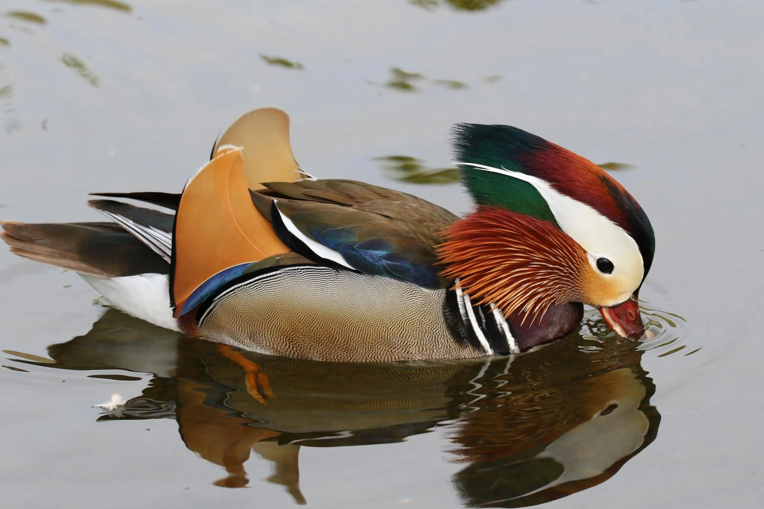 Animals in Aurora Farm Hotel