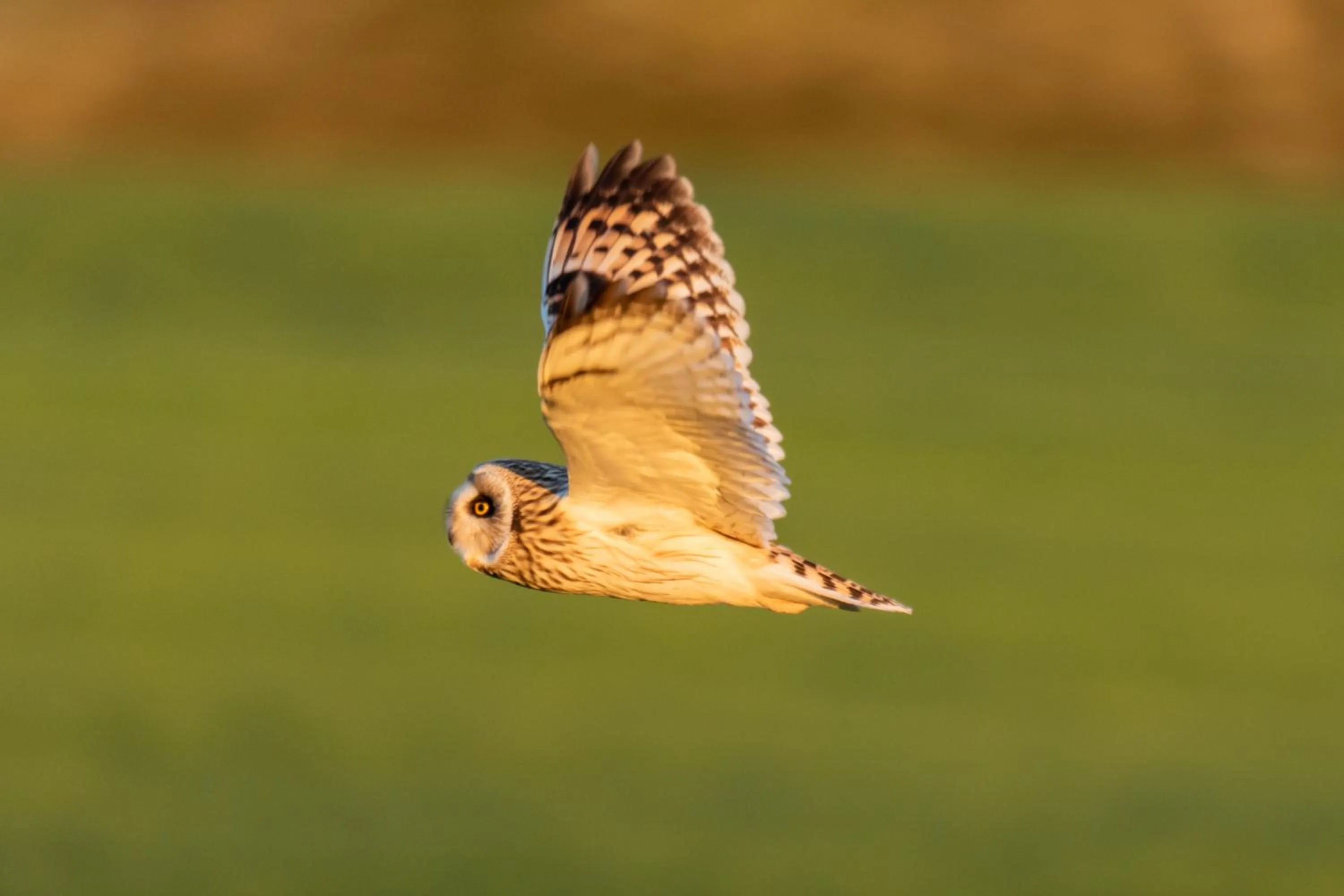 Day in Aurora Farm Hotel