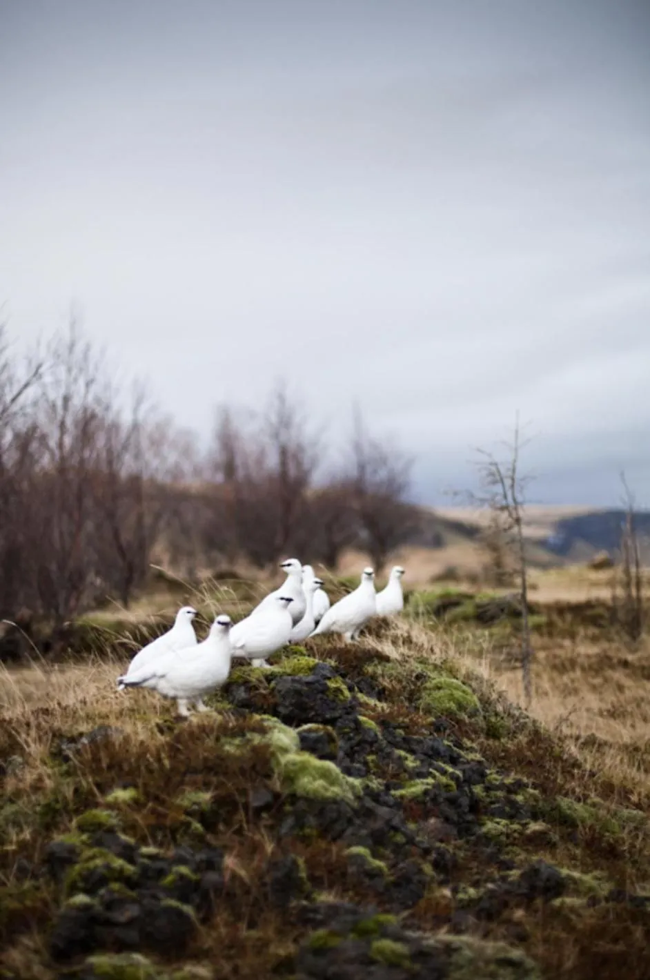 Natural landscape in Aurora Farm Hotel