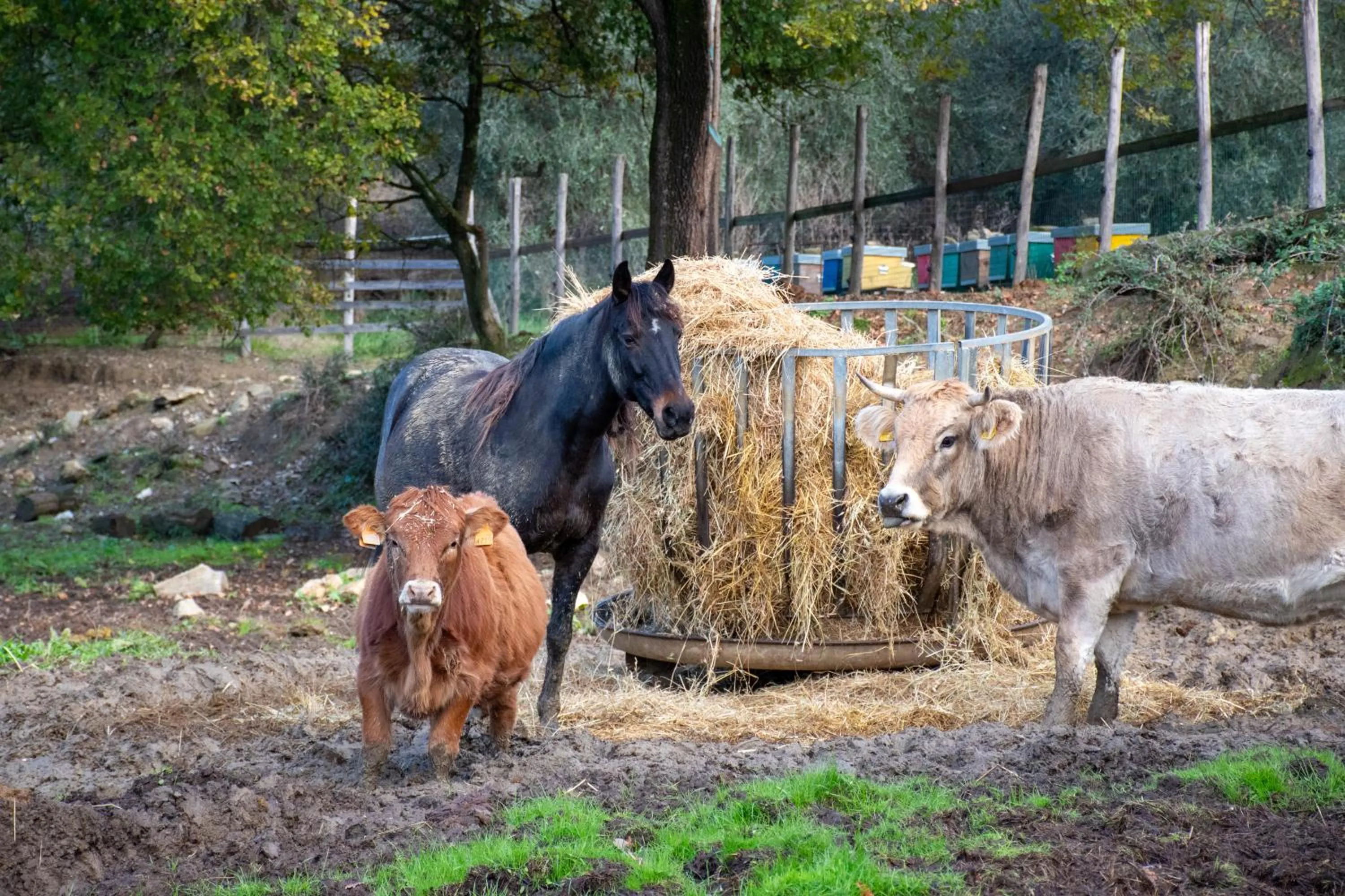 Animals in Fattoria di Maiano