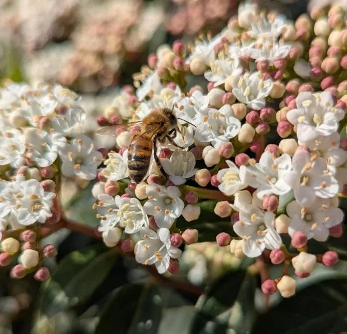 Activities in Fattoria di Maiano