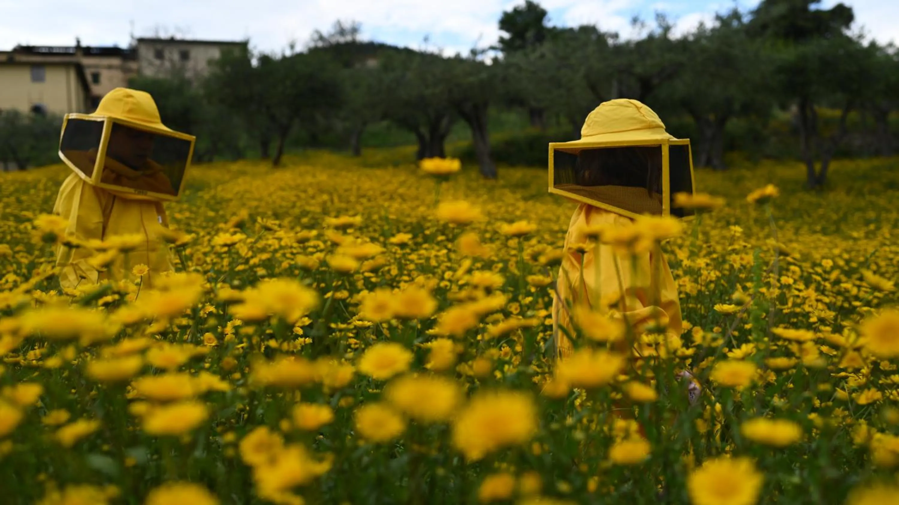 Activities in Fattoria di Maiano