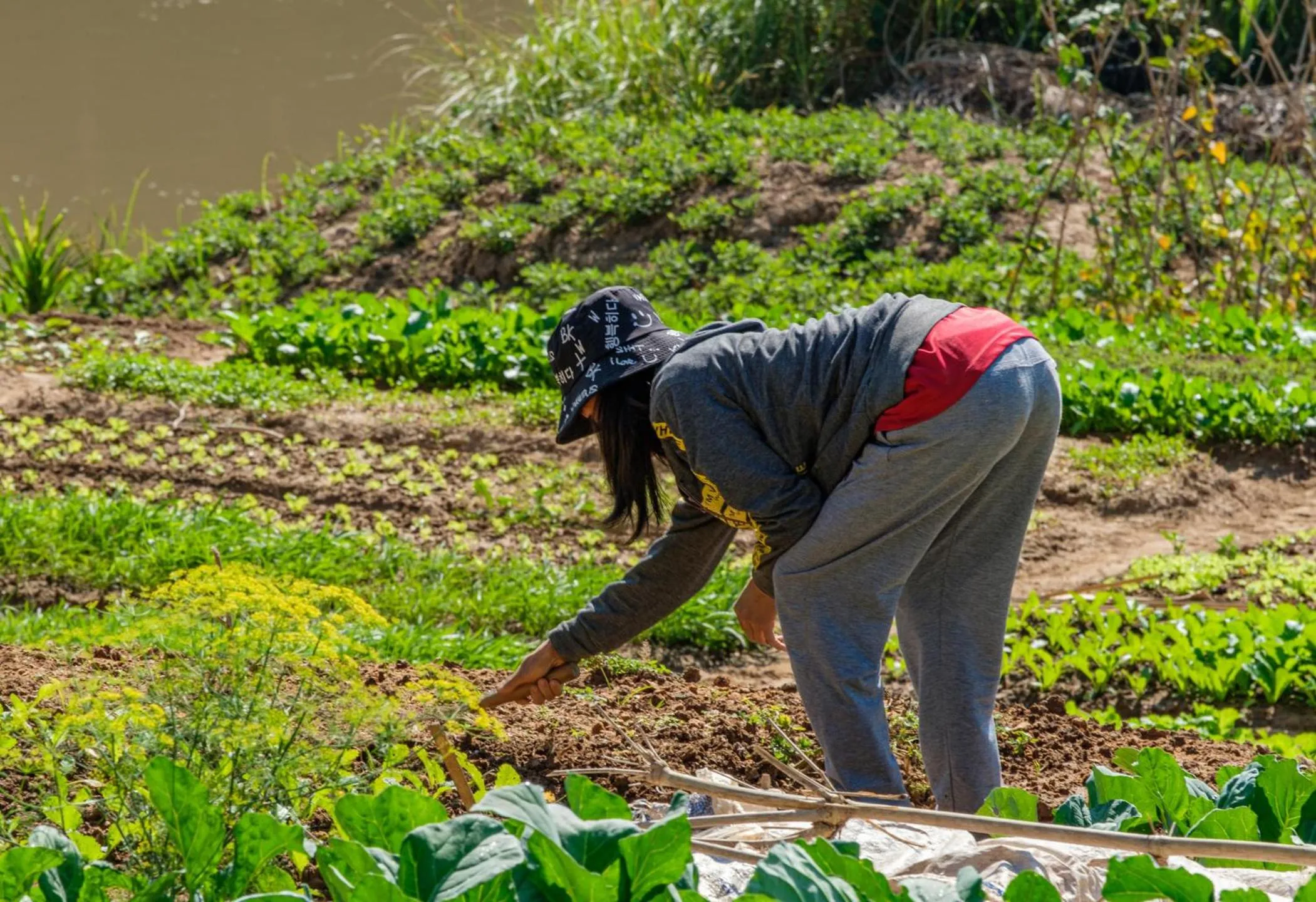 Garden in The Sanctuary Pakbeng Lodge