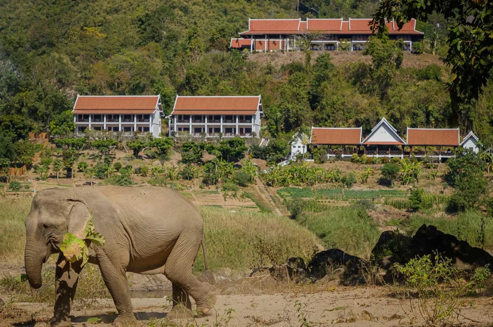 Animals in The Sanctuary Pakbeng Lodge