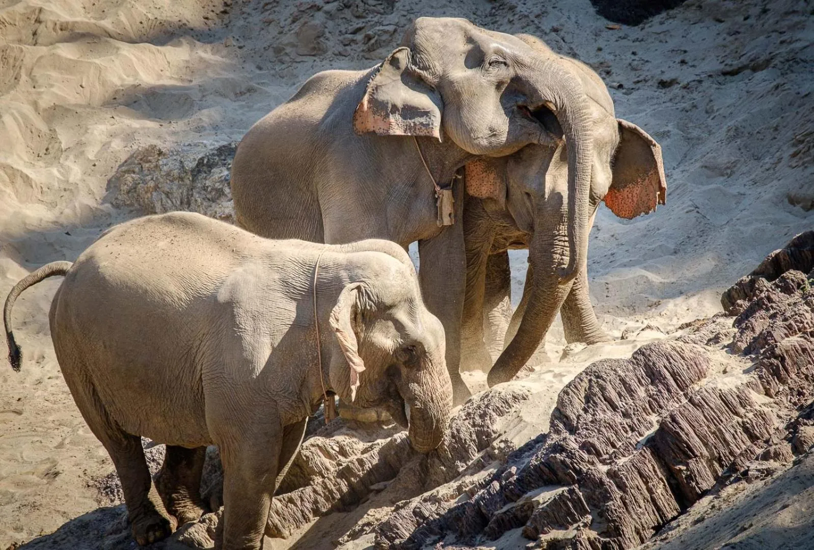 Animals in The Sanctuary Pakbeng Lodge