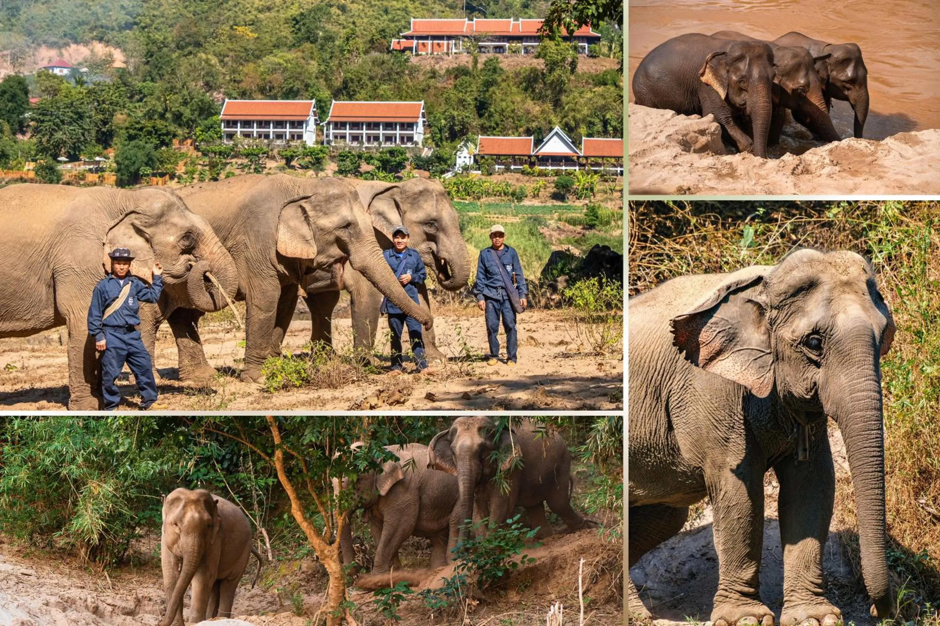Animals in The Sanctuary Pakbeng Lodge