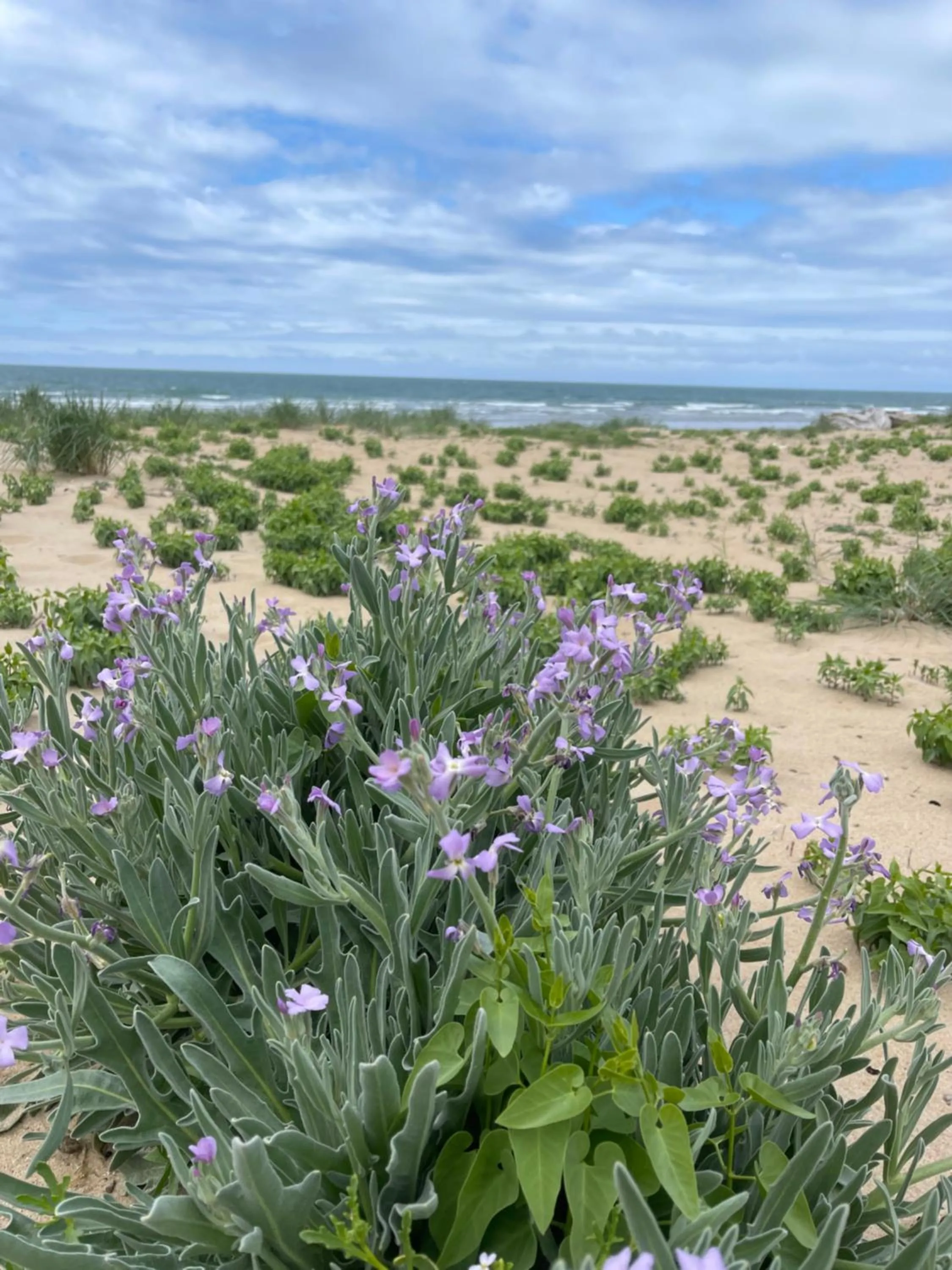 Beach in Clos des Aigrettes -6 Gîtes de charme et confort à 30m du Port de La Cotinière