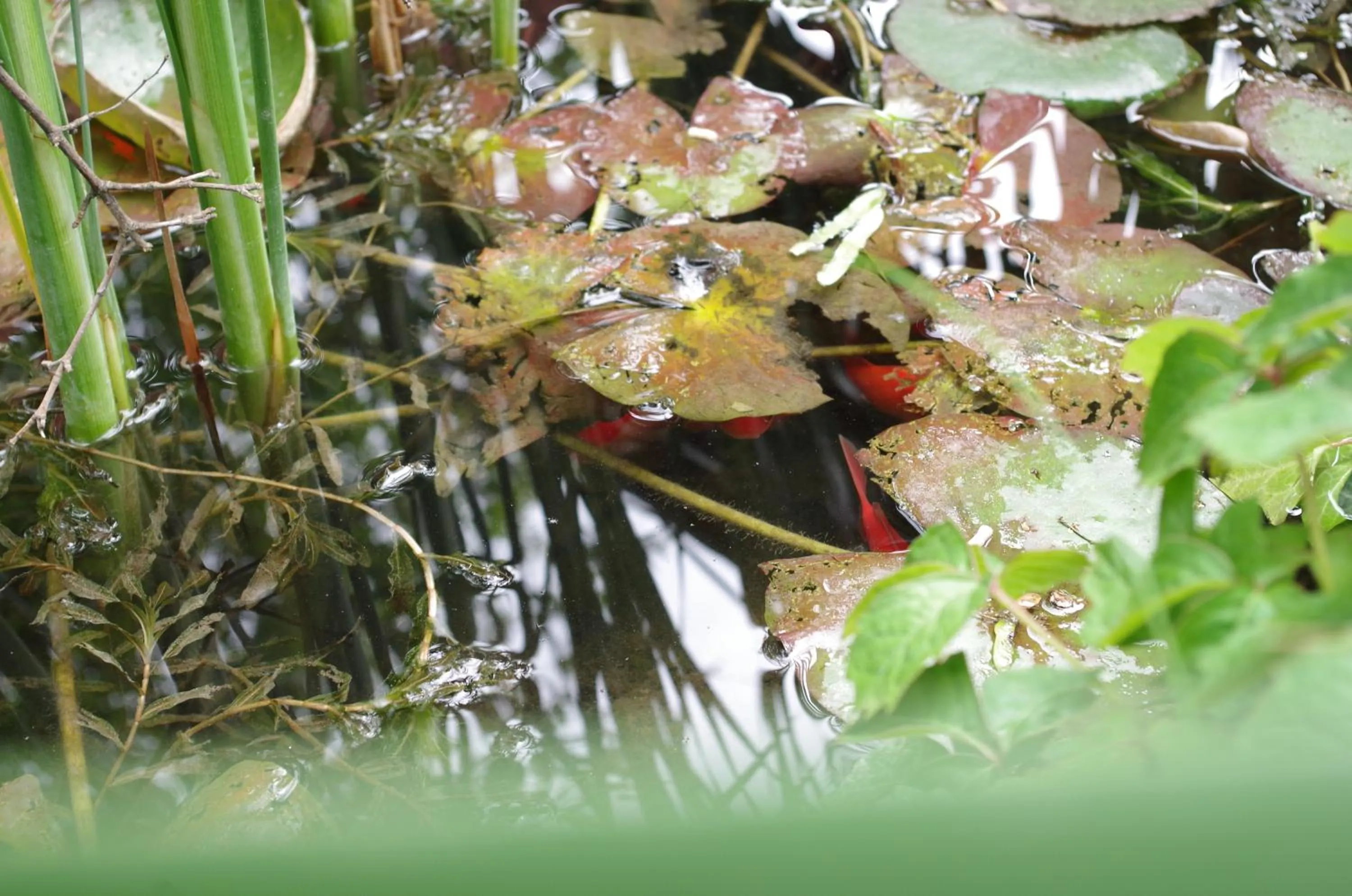 Natural landscape in Aranyhal Apartman