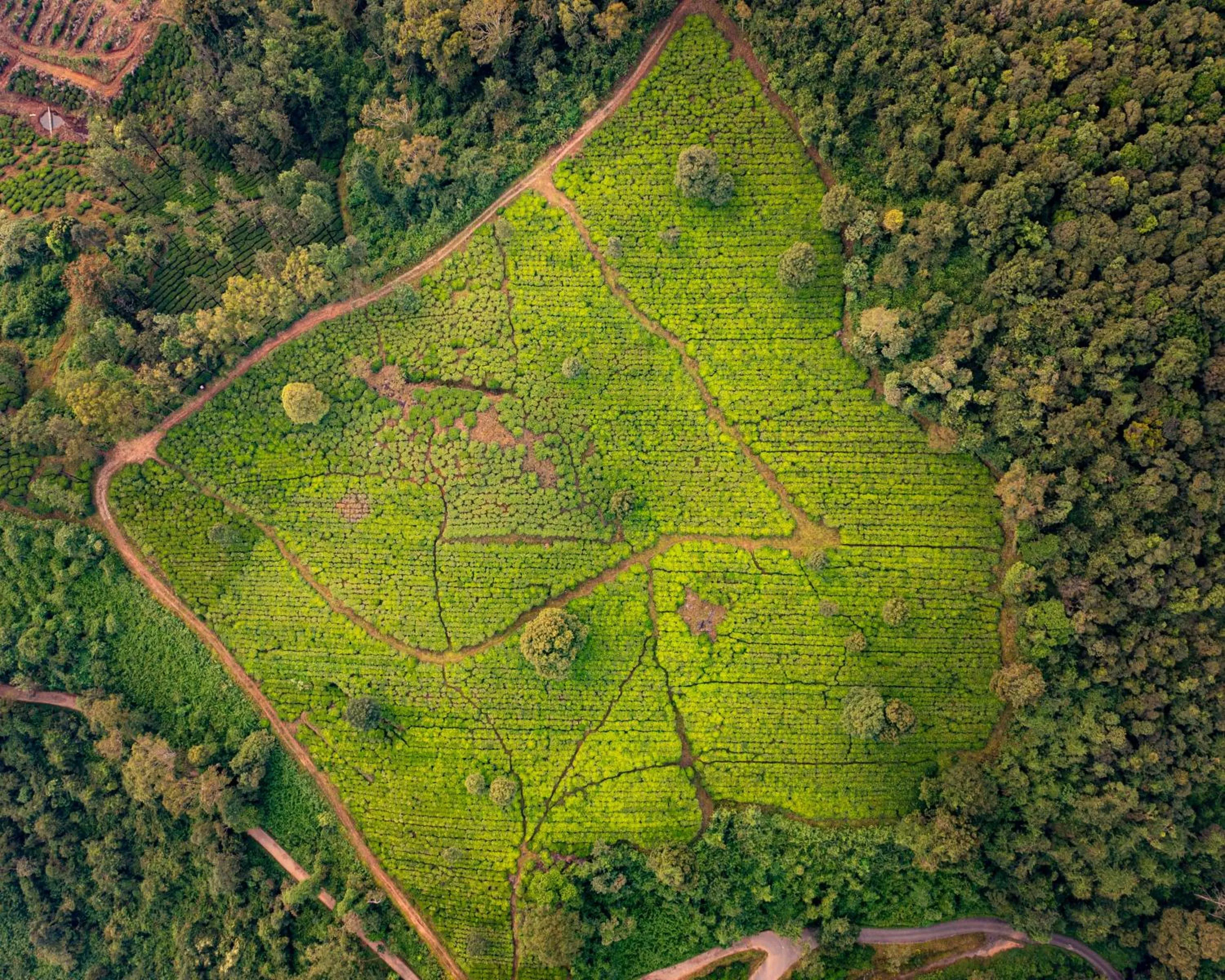 Natural landscape in Zostel Plus Wayanad