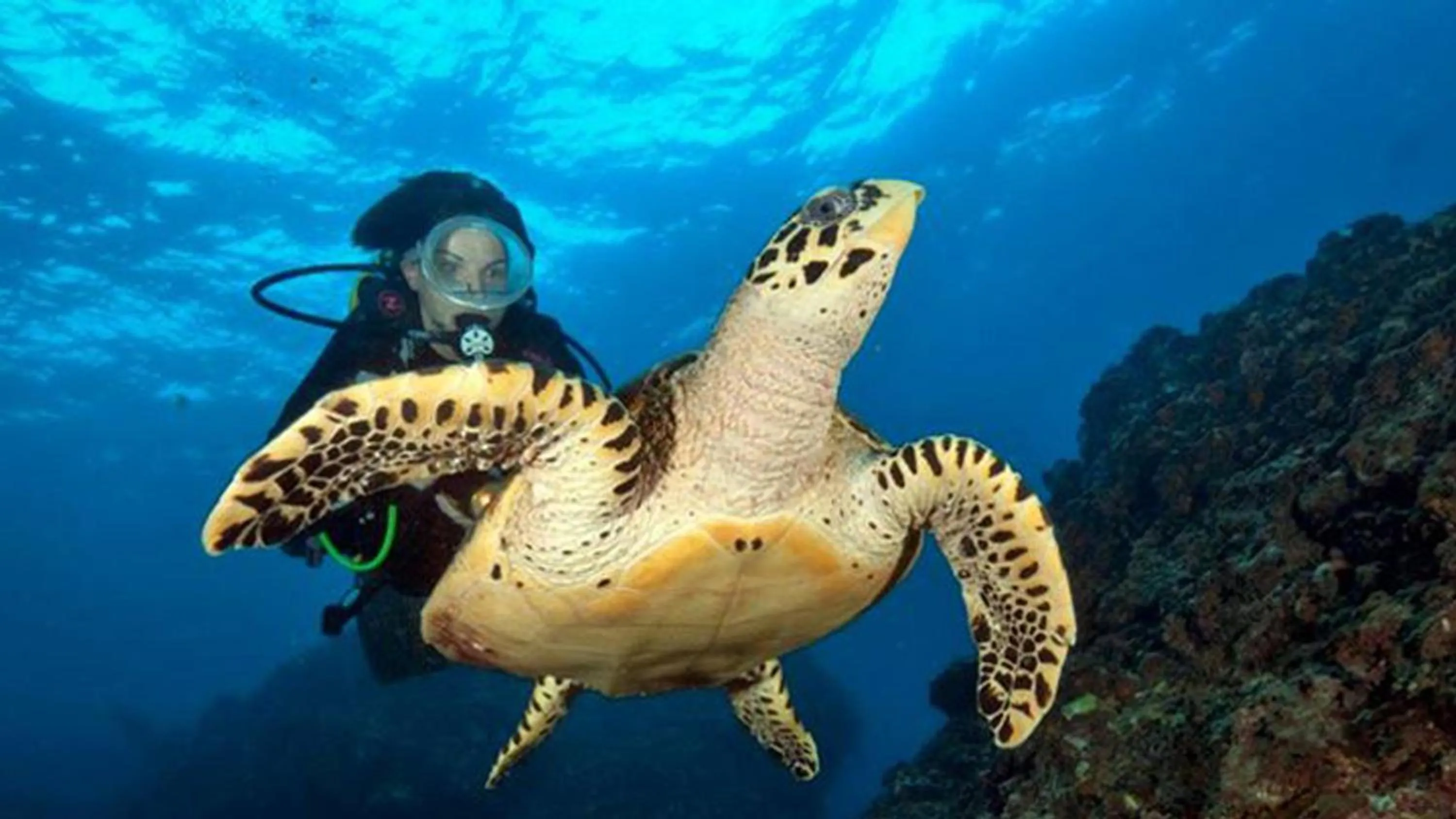 Diving in Phi Phi Holiday Resort