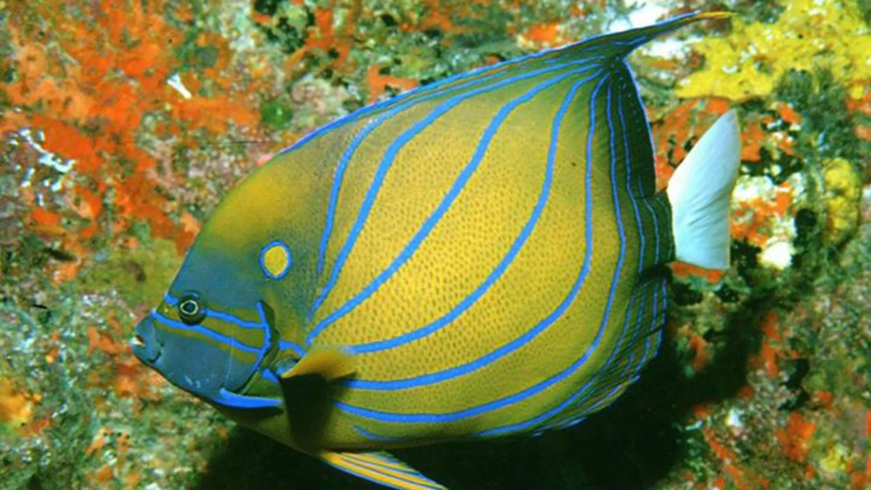 Natural landscape in Phi Phi Holiday Resort