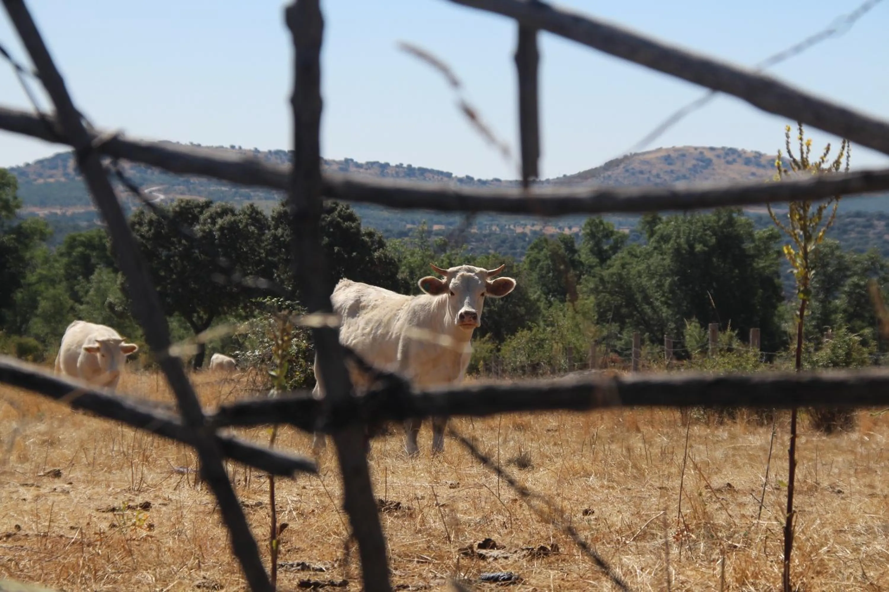 Natural landscape in Posada Rural SPA Granja LA TEJERA de Lozoya