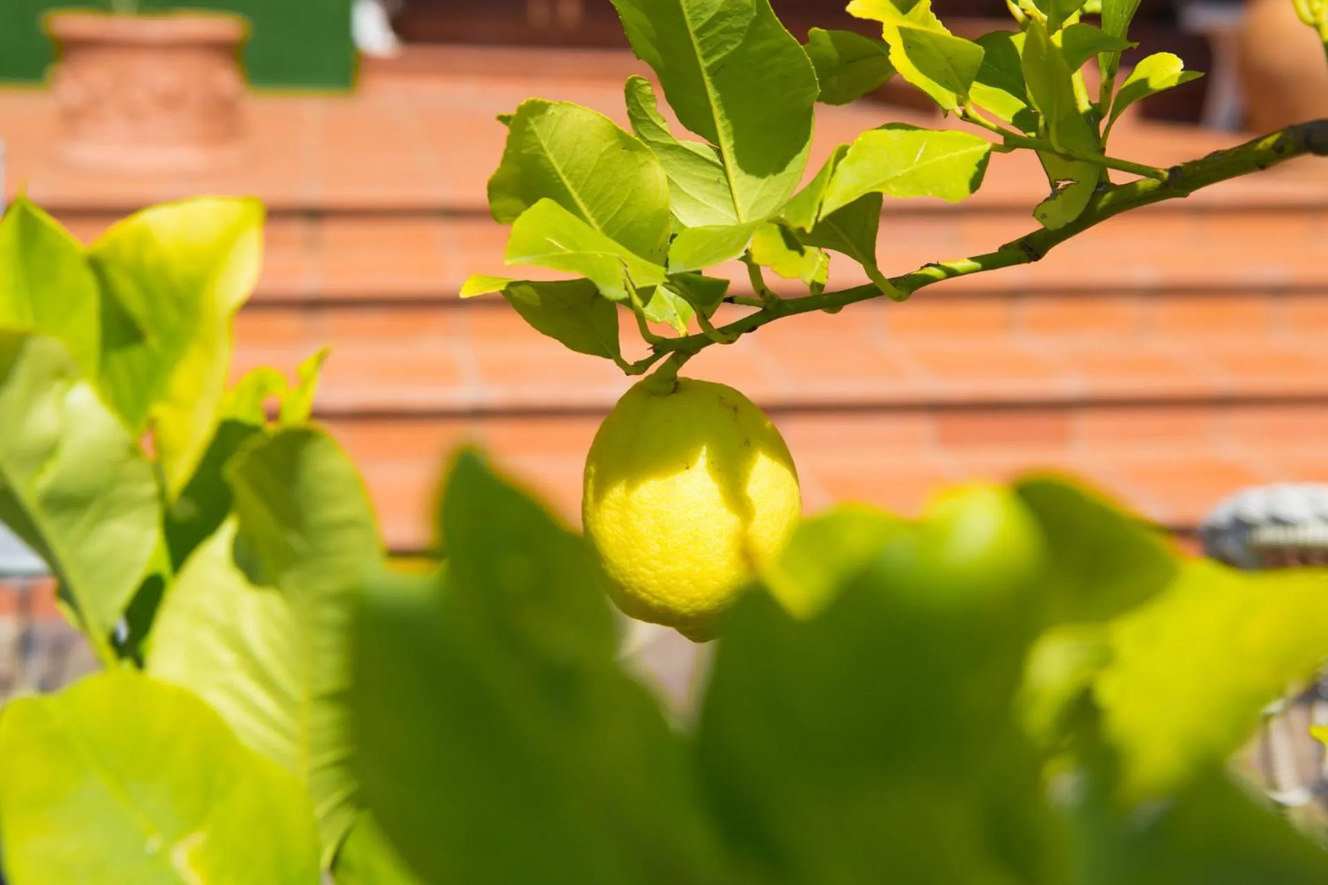 Decorative detail in B&B Spring