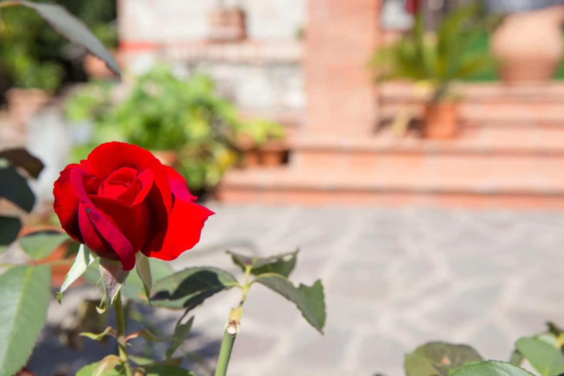 Garden view in B&B Spring
